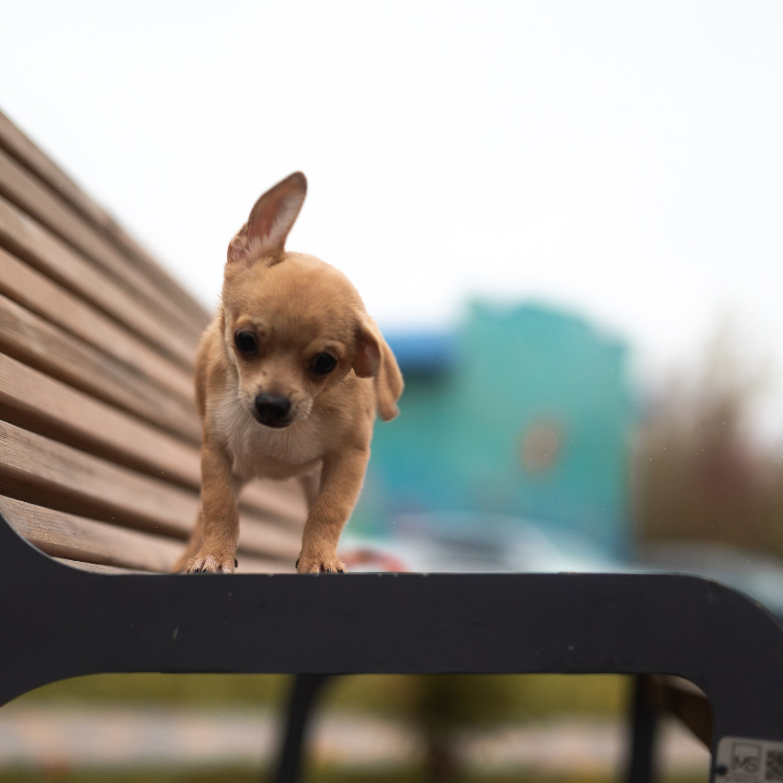 Тайсон — Октябрь 2025 — Борисов. Фотограф — анималист RISHELL PHOTO