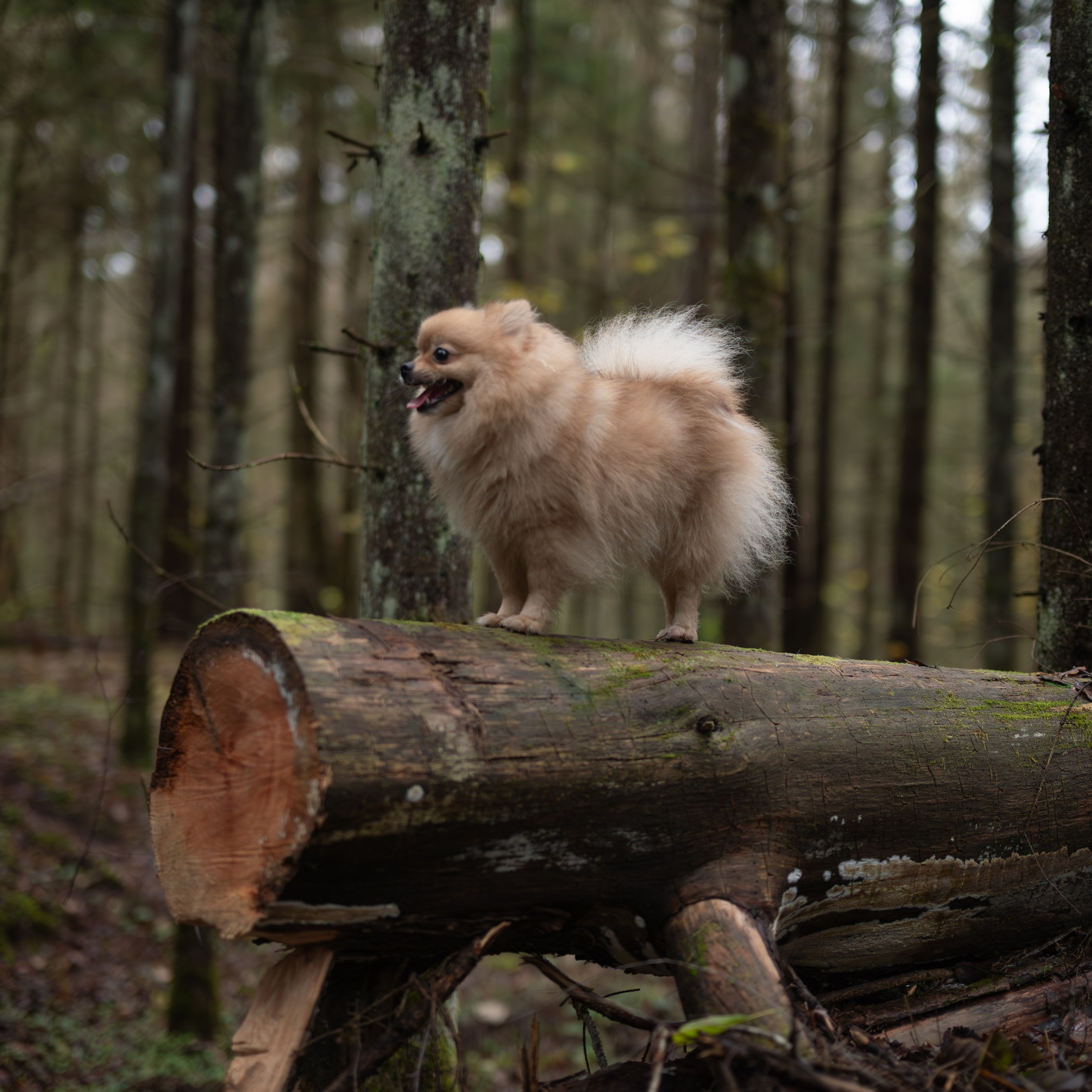 Мишель -Эко тропа — Борисов — Ноябрь 2025. Фотограф — анималист RISHELL PHOTO