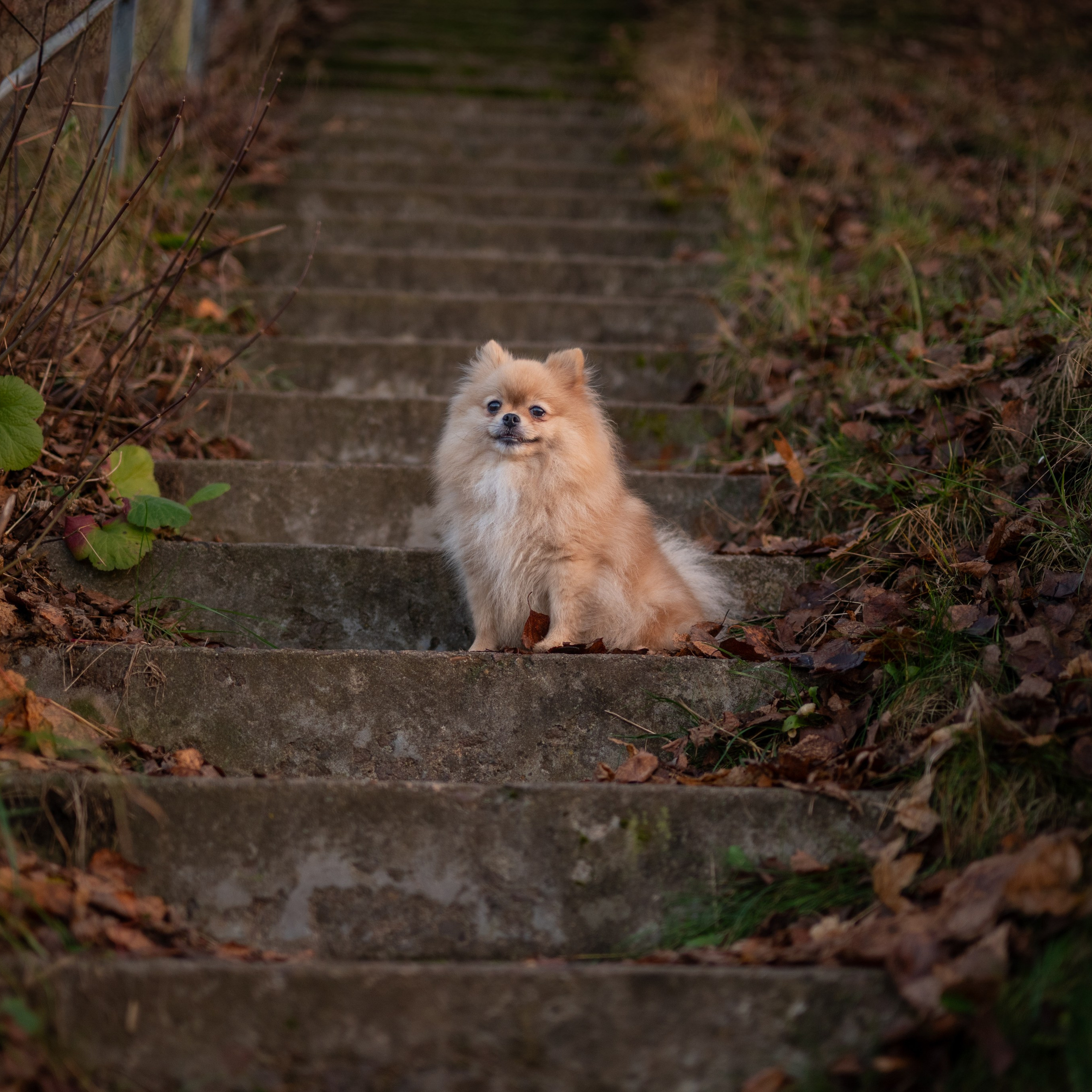 Фотосессия собаки Борисов, Минск.
