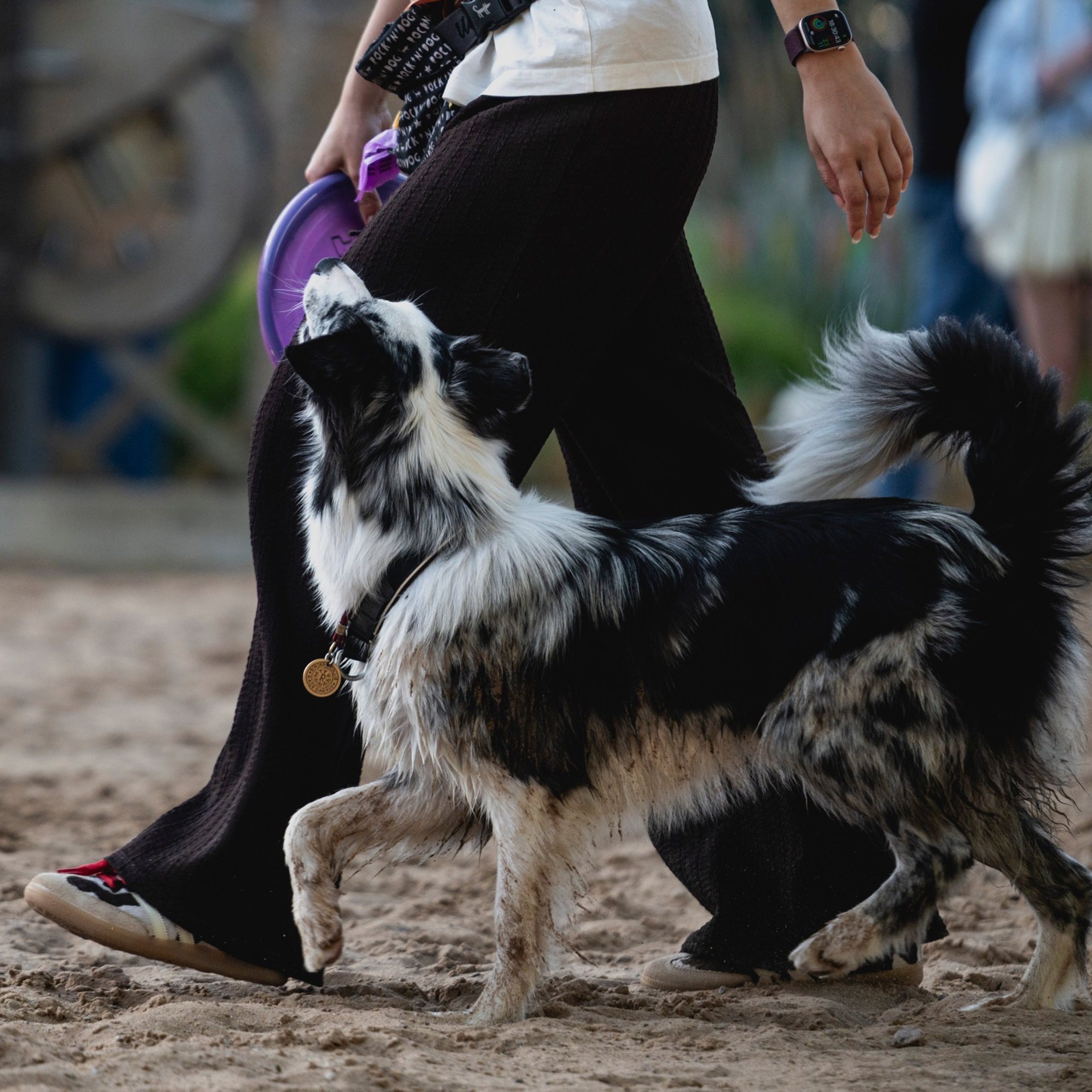 Pets Fest 08.08.2026. Фотосессия собак Минск, Борисов | Фотограф-анималист Арина RISHELL PHOTO