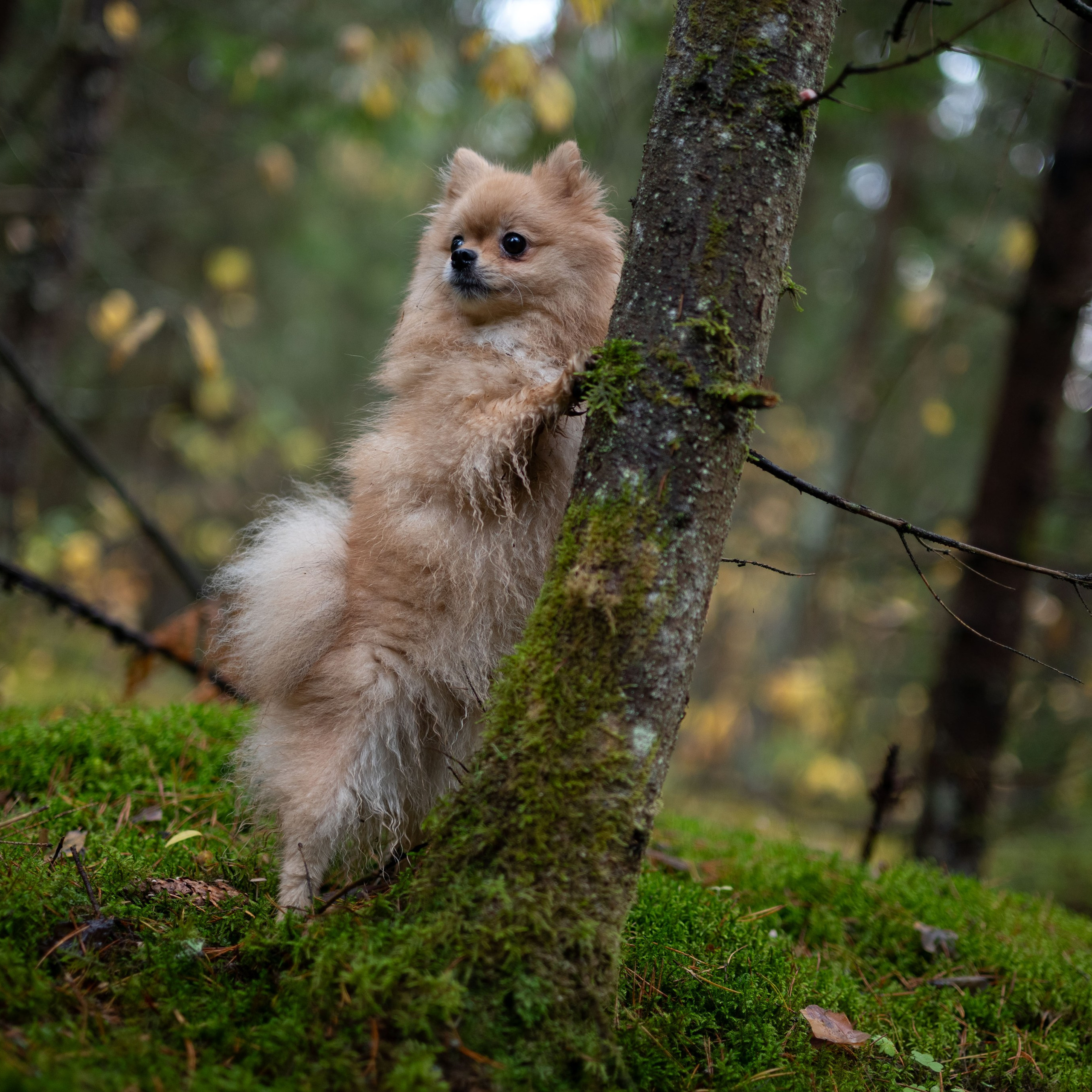 МИШЕЛЬ — Октябрь 2025. Фотограф — анималист RISHELL PHOTO