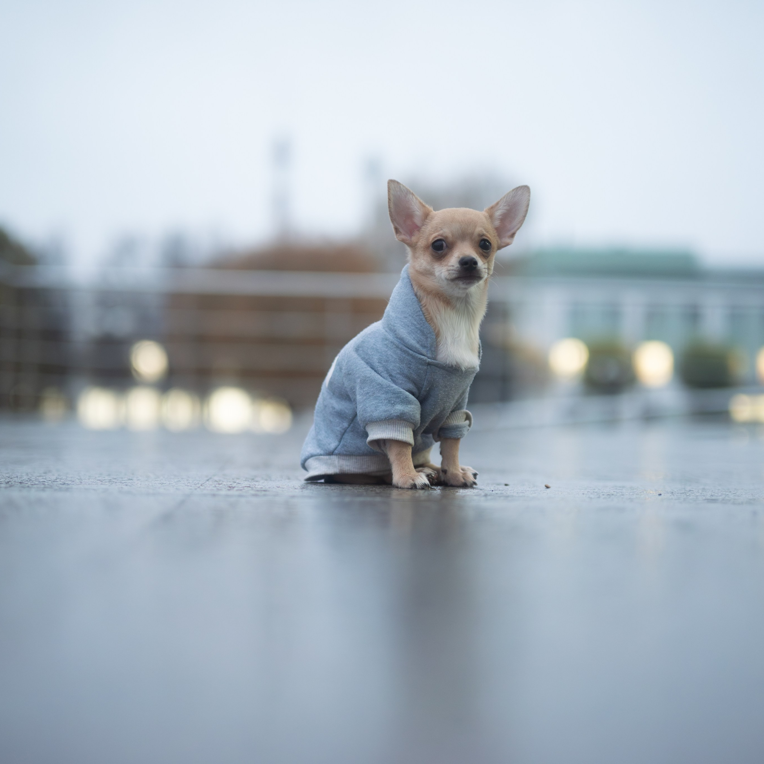 Тайсон — Октябрь 2025 — Борисов. Фотограф — анималист RISHELL PHOTO