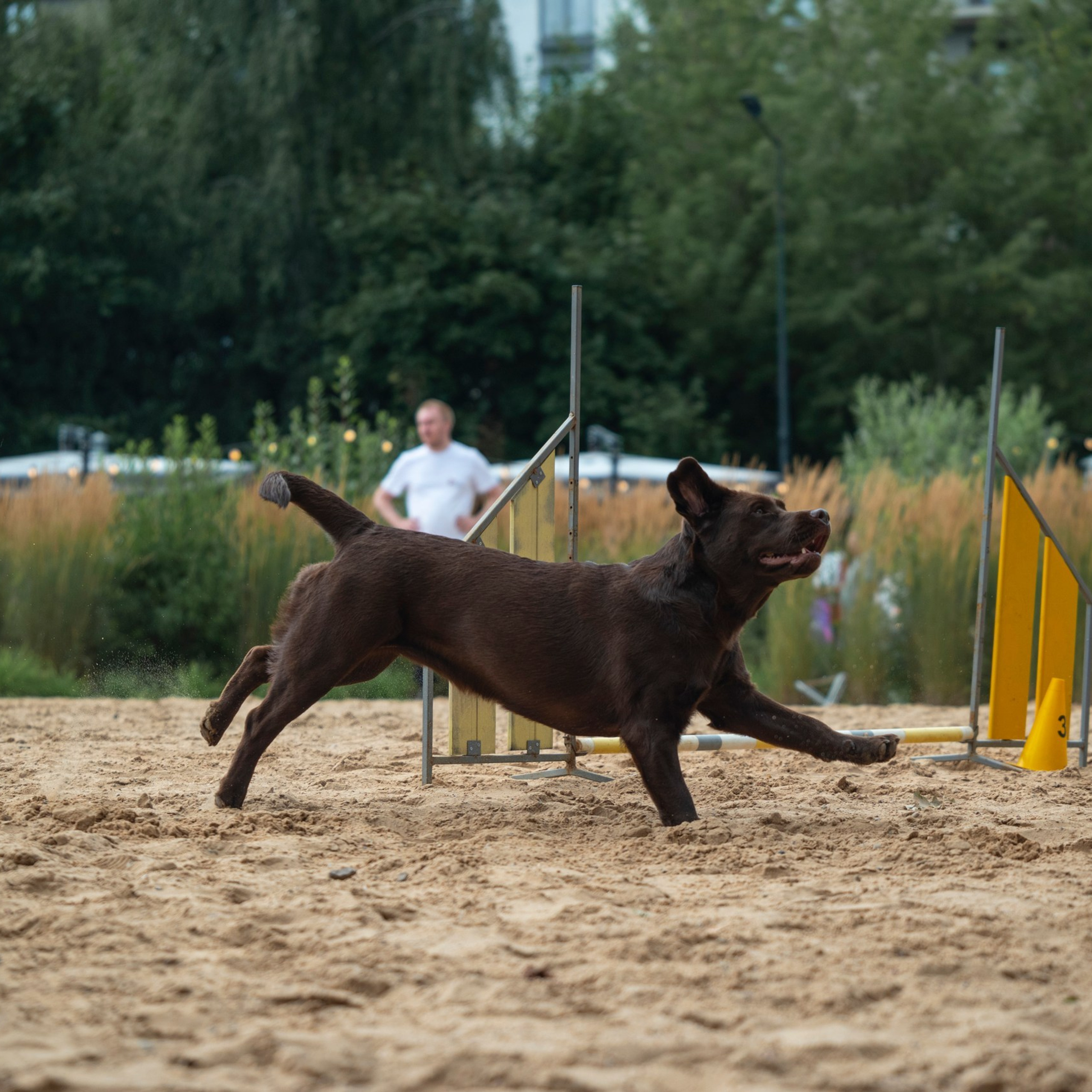 Pets Fest 08.08.2026. Фотосессия собак Минск, Борисов | Фотограф-анималист Арина RISHELL PHOTO