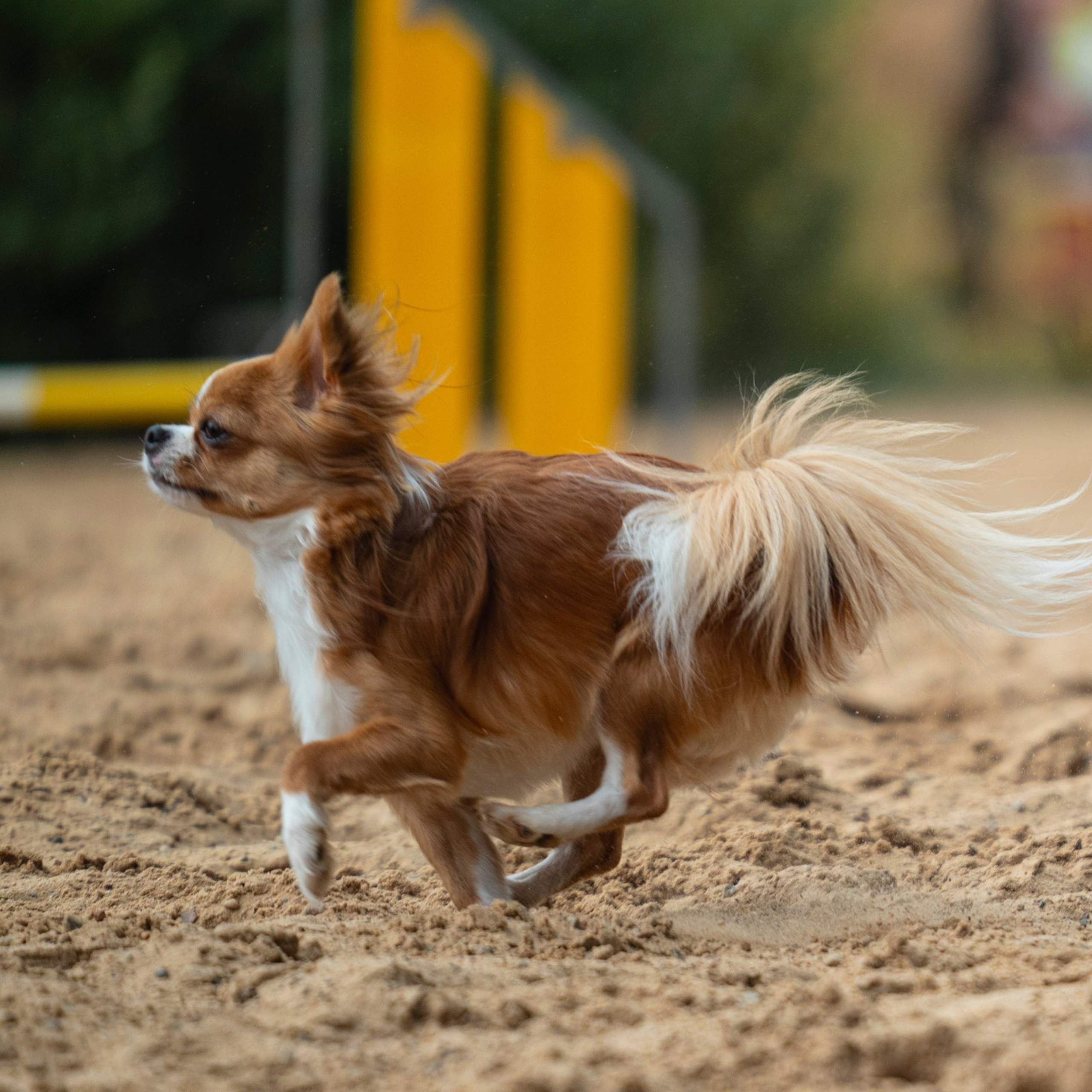 Pets Fest 08.08.2026. Фотосессия собак Минск, Борисов | Фотограф-анималист Арина RISHELL PHOTO