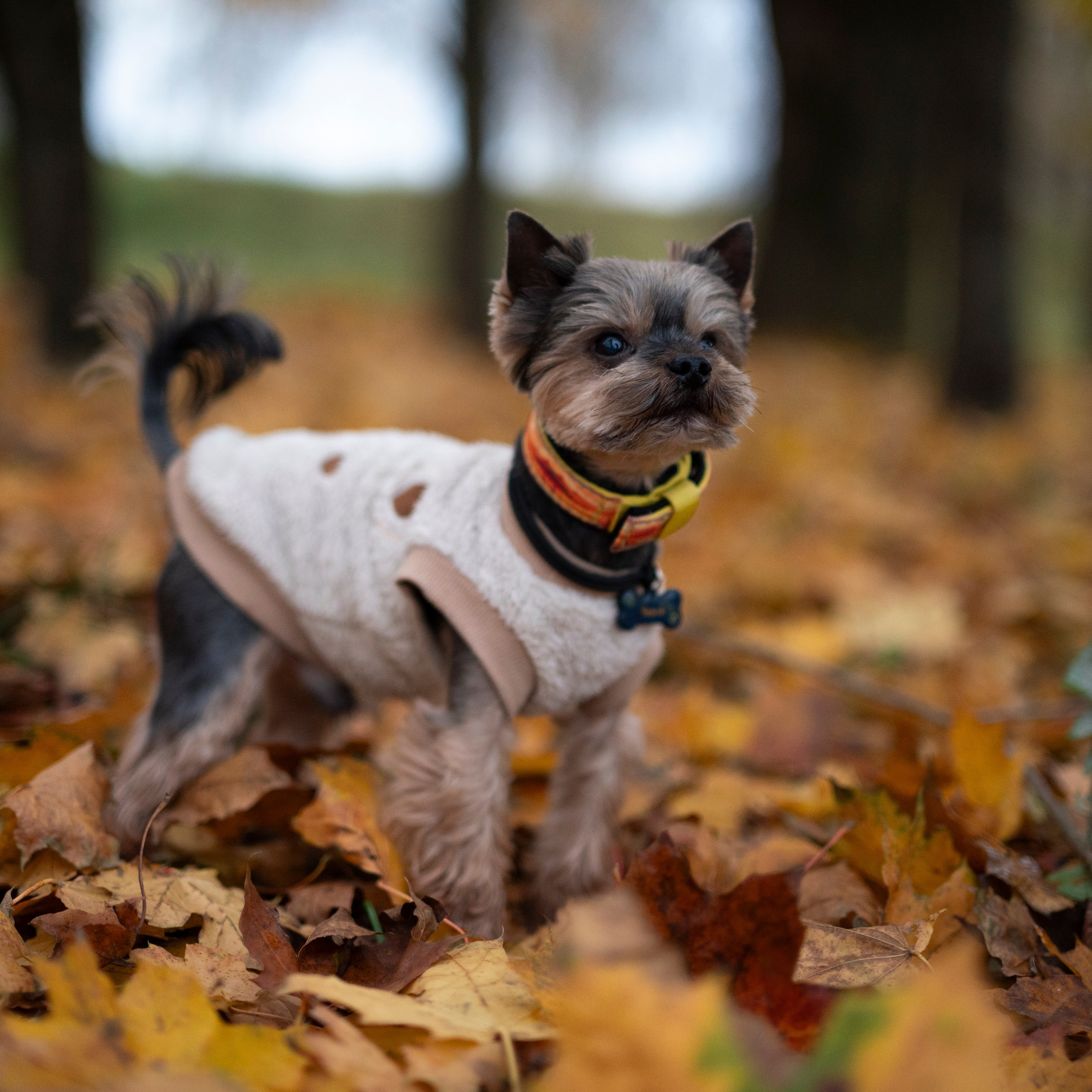 Чарли — Октябрь 2025 — Борисов. Фотограф — анималист RISHELL PHOTO