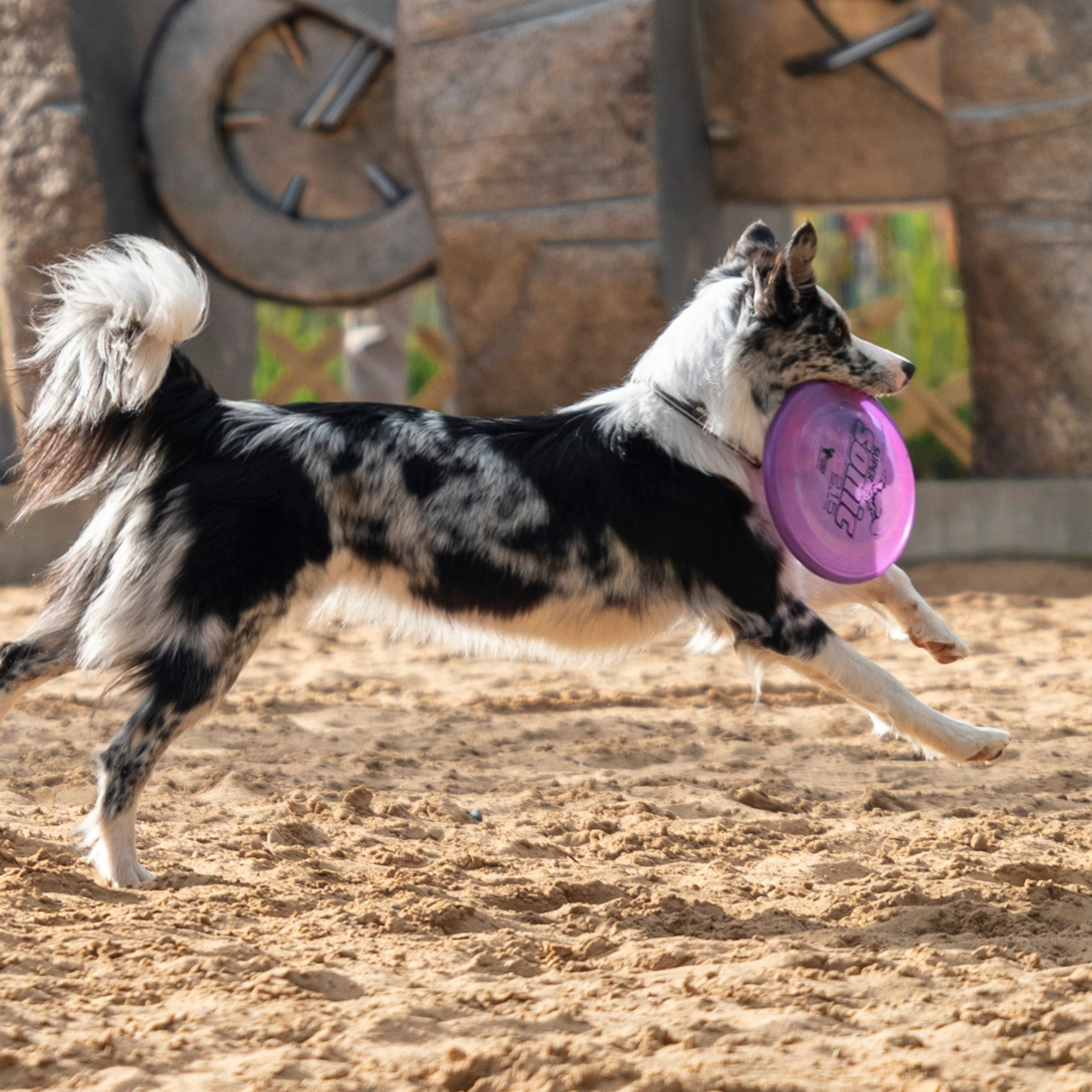 Pets Fest 08.08.2026. Фотосессия собак Минск, Борисов | Фотограф-анималист Арина RISHELL PHOTO