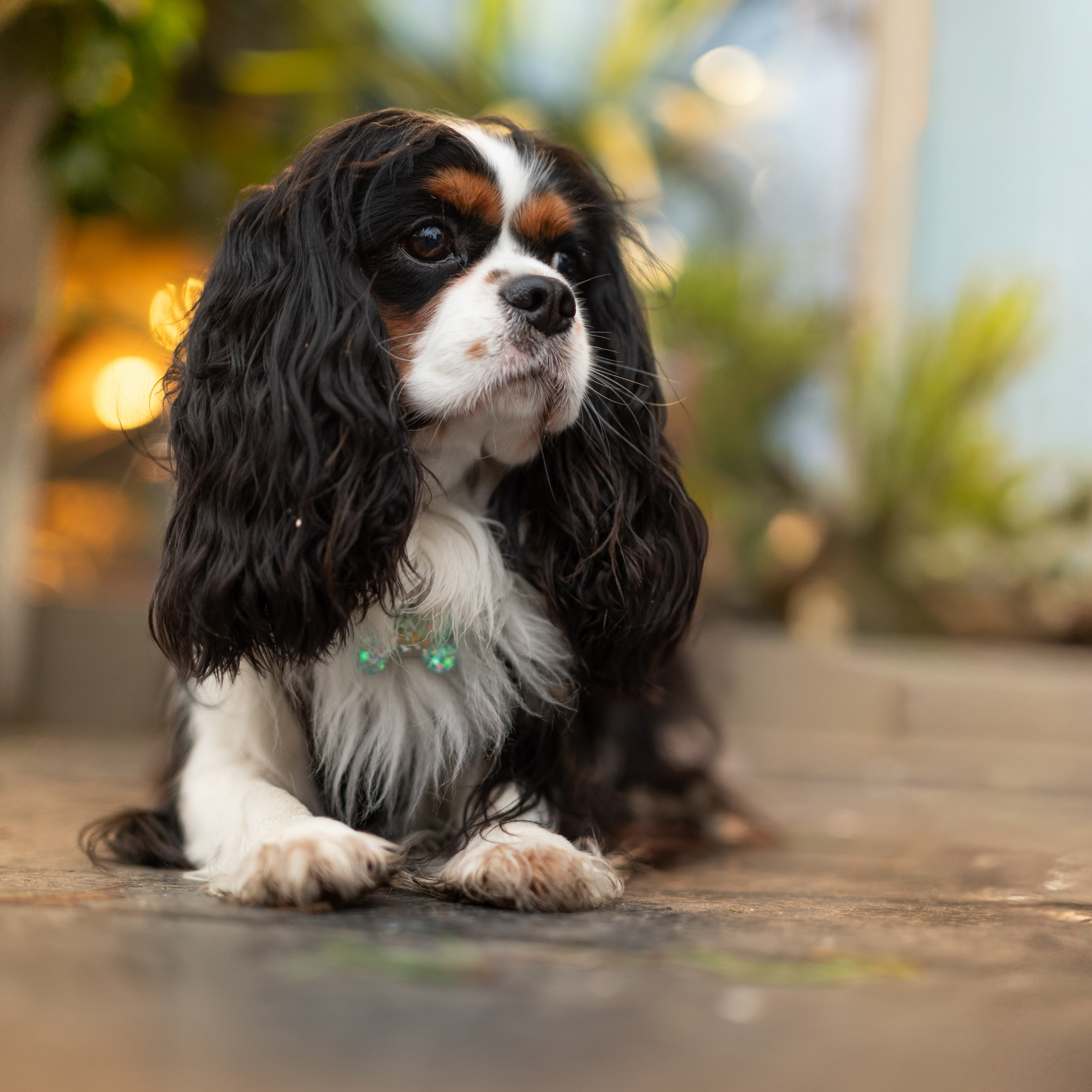 Арни — Минск — Ноябрь 2025. Фотограф — анималист RISHELL PHOTO