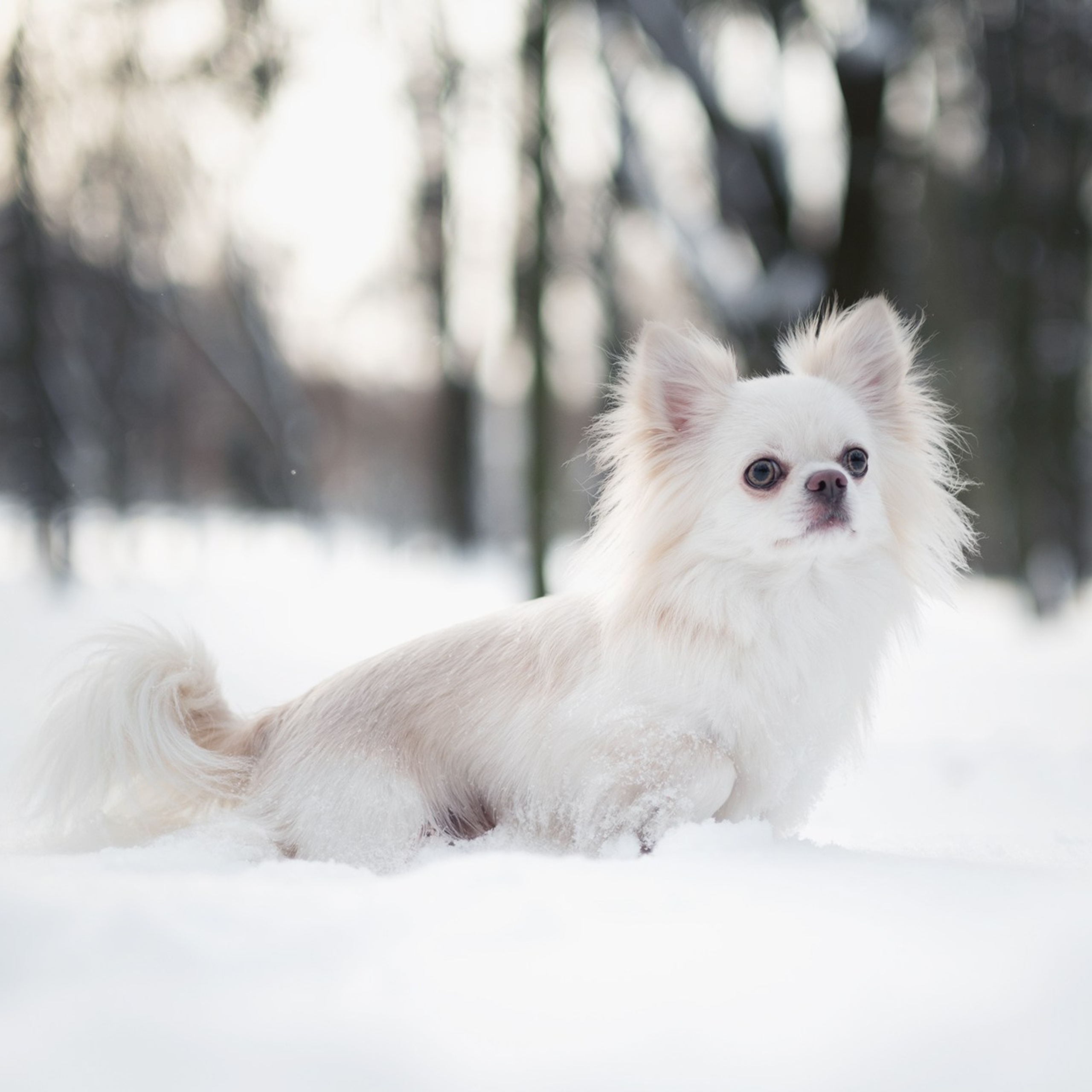 Юкон — Минск — Ноябрь 2025. Фотограф — анималист RISHELL PHOTO