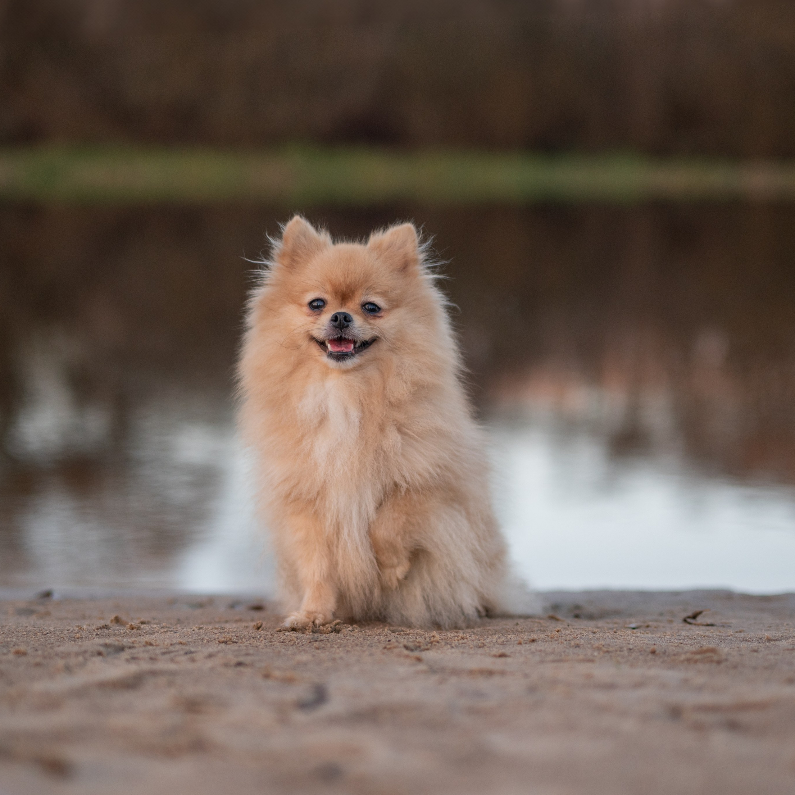 Преданность и верность, которые излучает Мишель, воплощая в себе идеального компаньона.