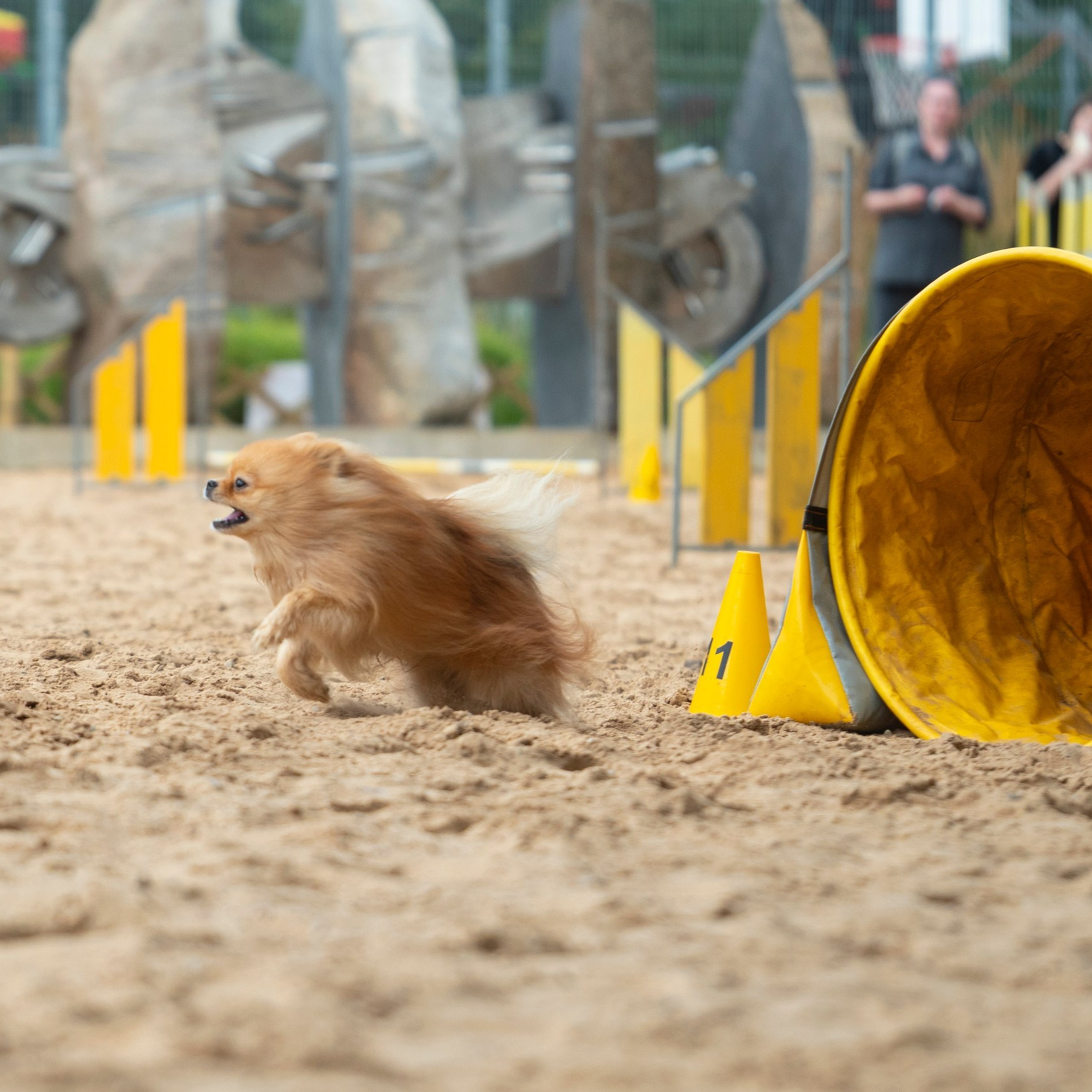 Pets Fest 08.08.2026. Фотосессия собак Минск, Борисов | Фотограф-анималист Арина RISHELL PHOTO