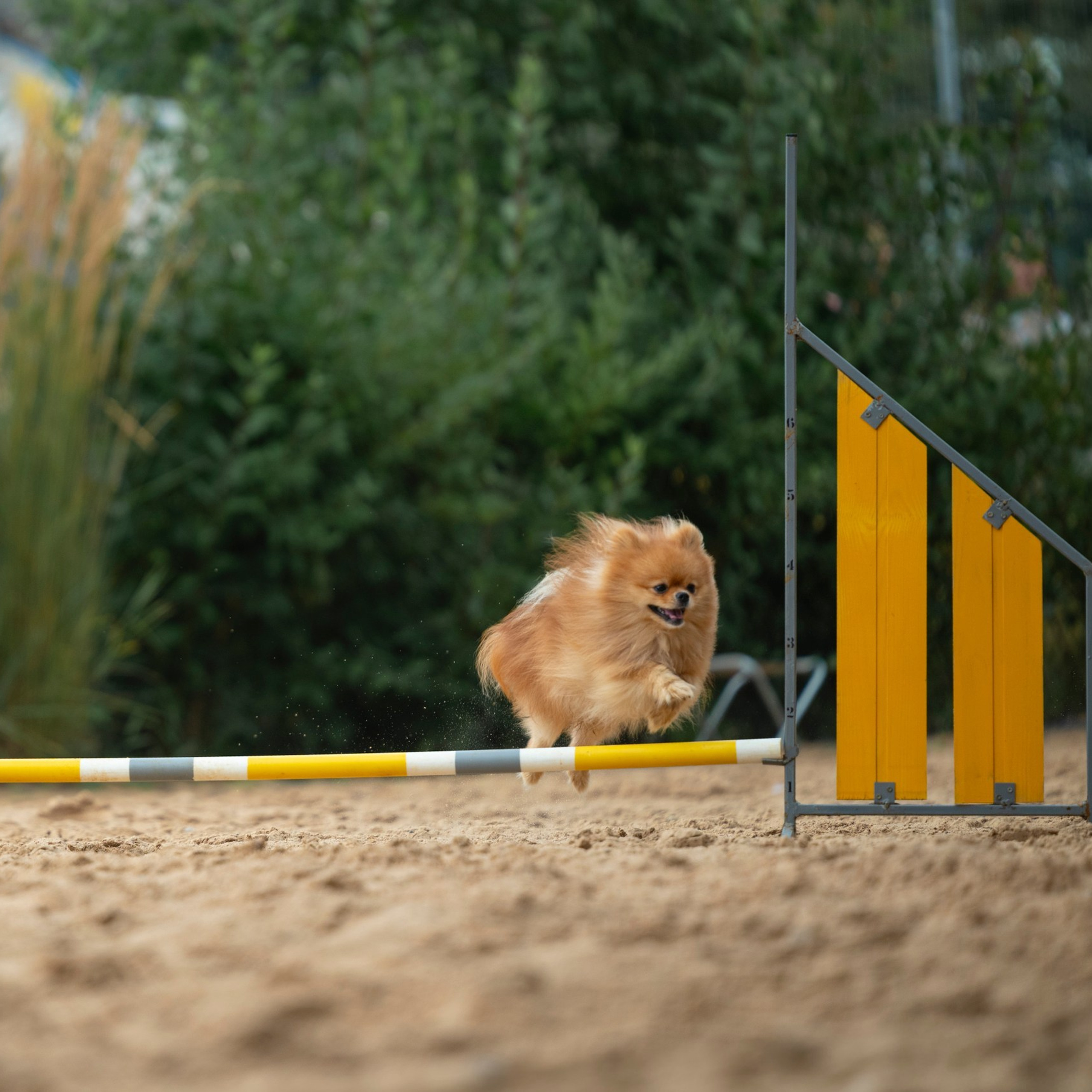 Pets Fest 08.08.2026. Фотосессия собак Минск, Борисов | Фотограф-анималист Арина RISHELL PHOTO