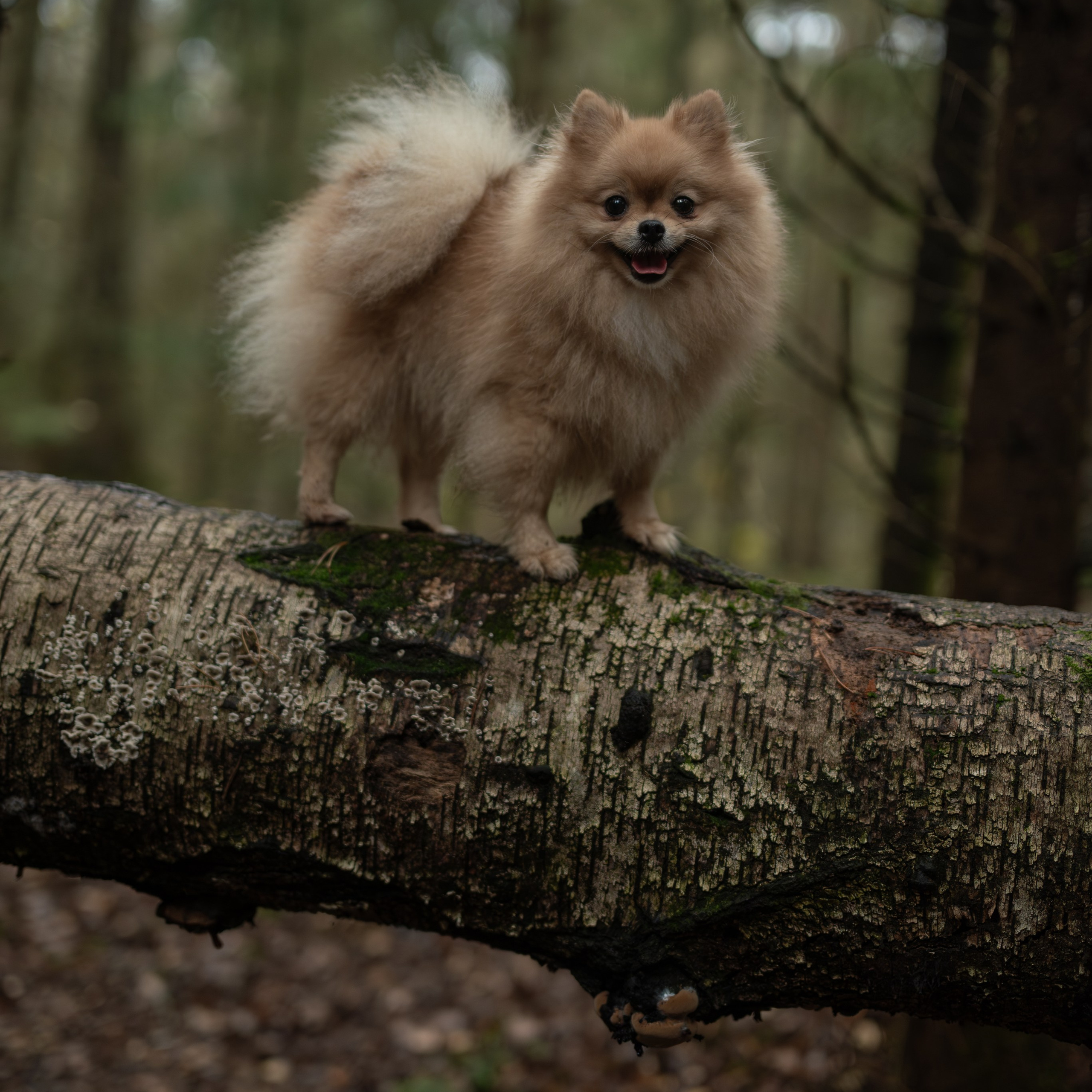 Мишель -Эко тропа — Борисов — Ноябрь 2025. Фотограф — анималист RISHELL PHOTO