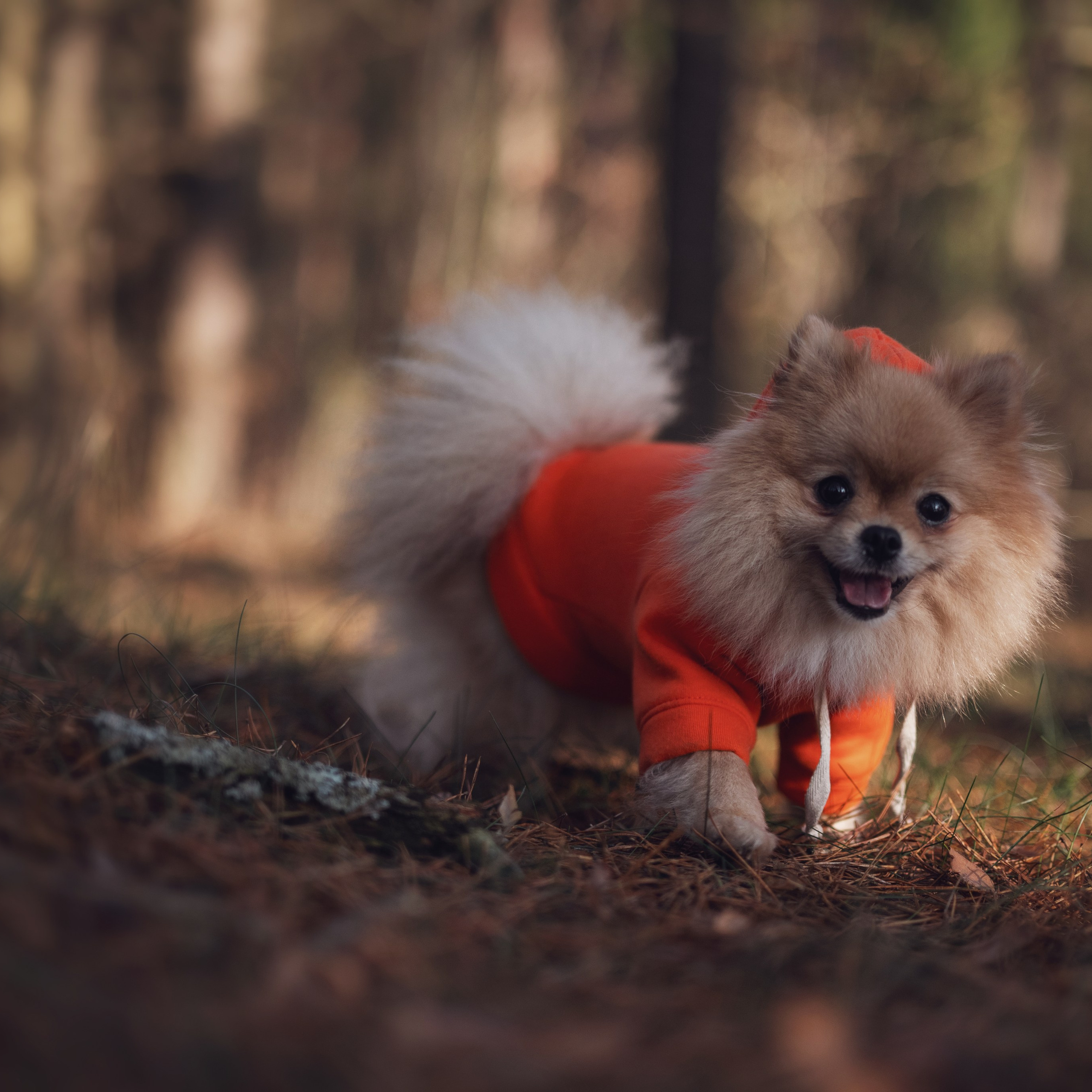 Мишель — Ноябрь 2025. Фотограф — анималист RISHELL PHOTO