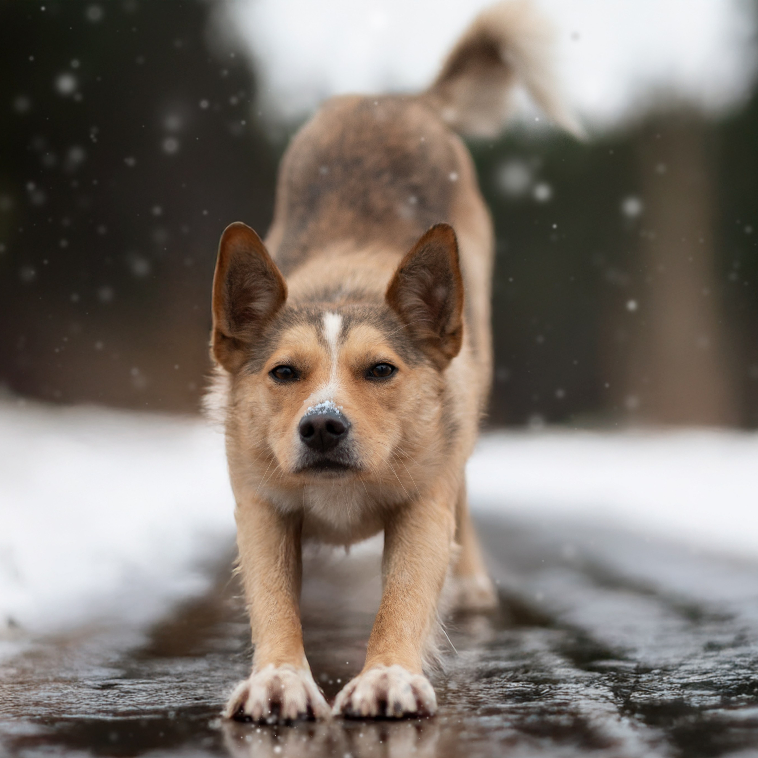 Просто Двортерьер&nbsp;— Декабрь 2025