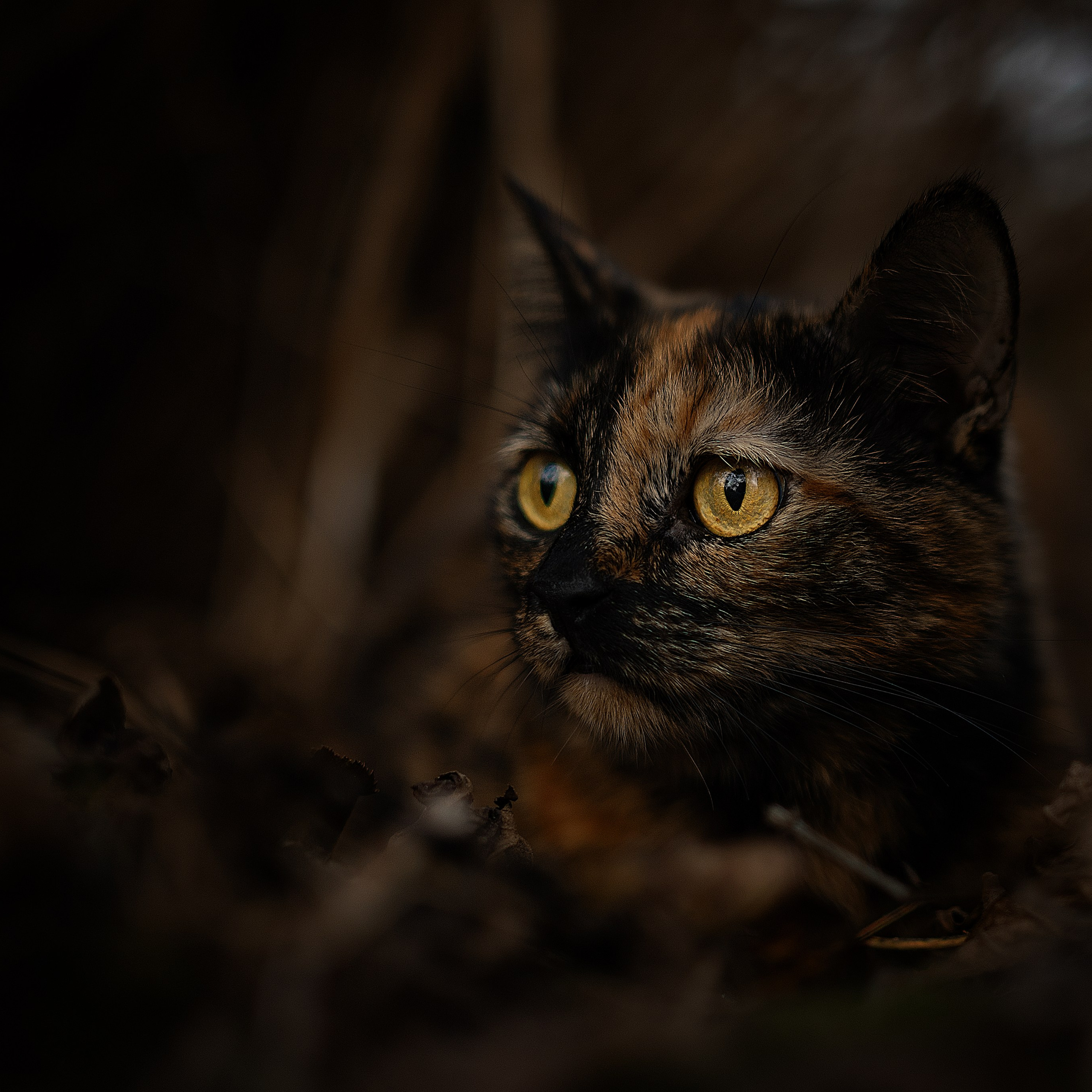 Фото с ретушью. Фотограф — анималист RISHELL PHOTO