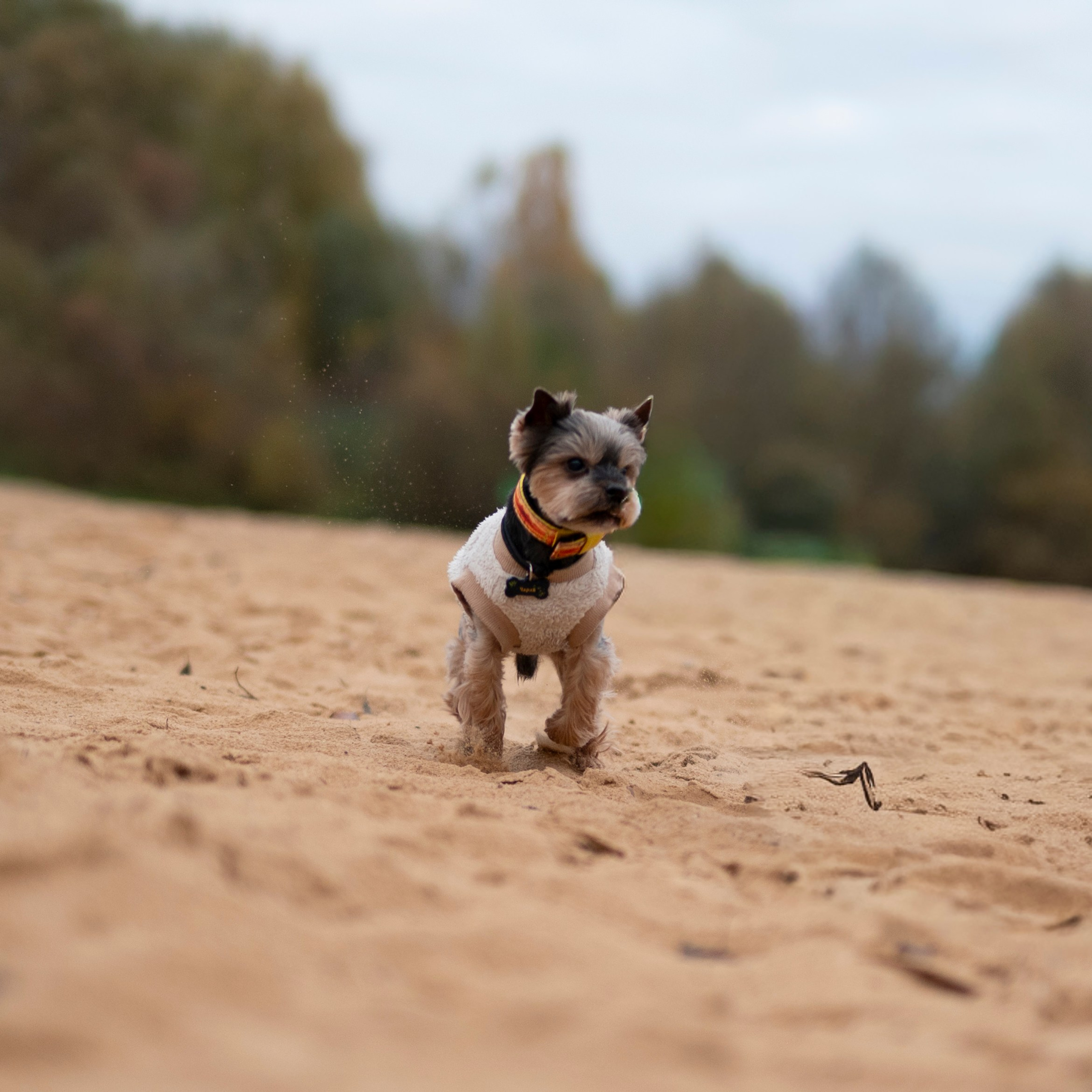 Чарли — Октябрь 2025 — Борисов. Фотограф — анималист RISHELL PHOTO