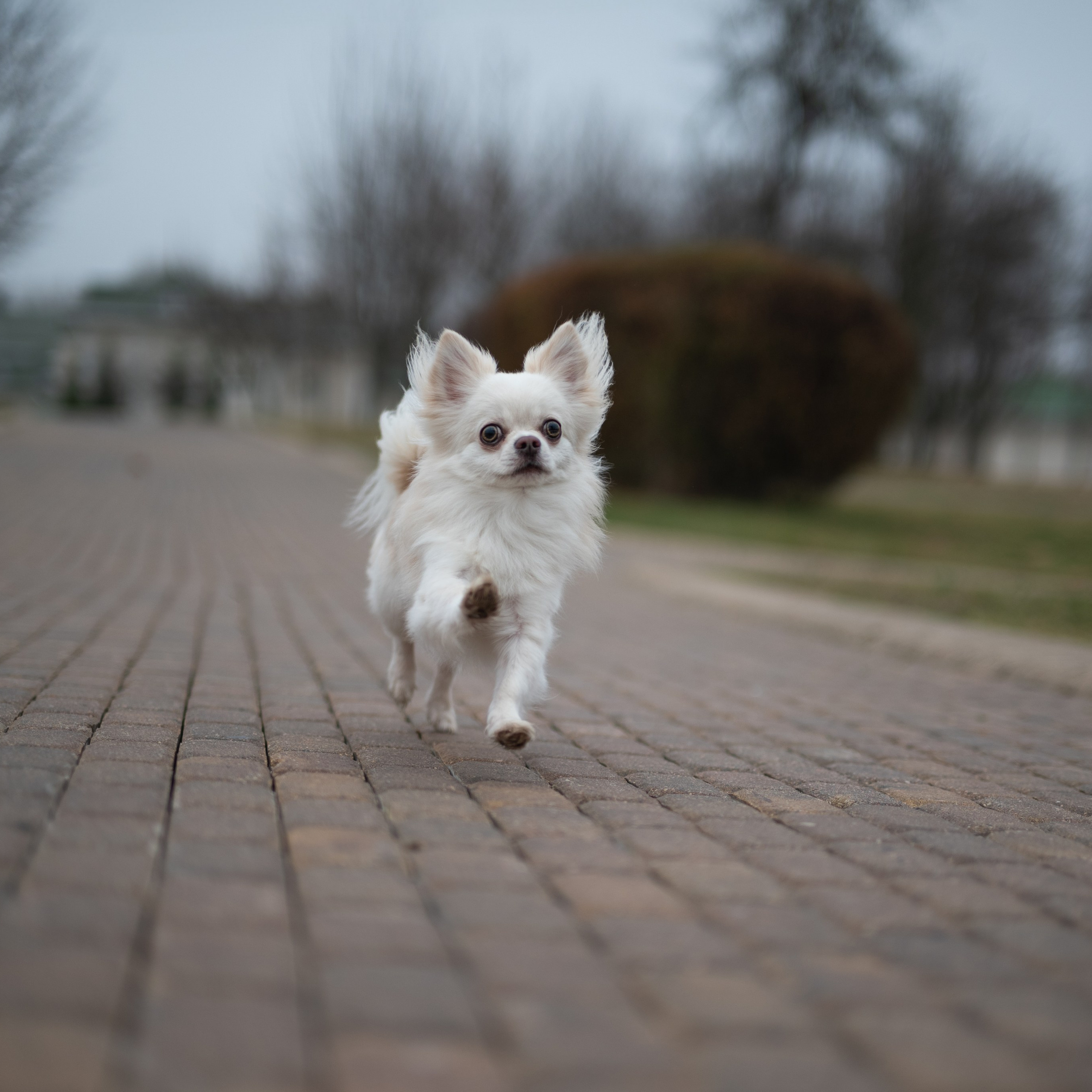 Юкон — Минск — Ноябрь 2025. Фотограф — анималист RISHELL PHOTO