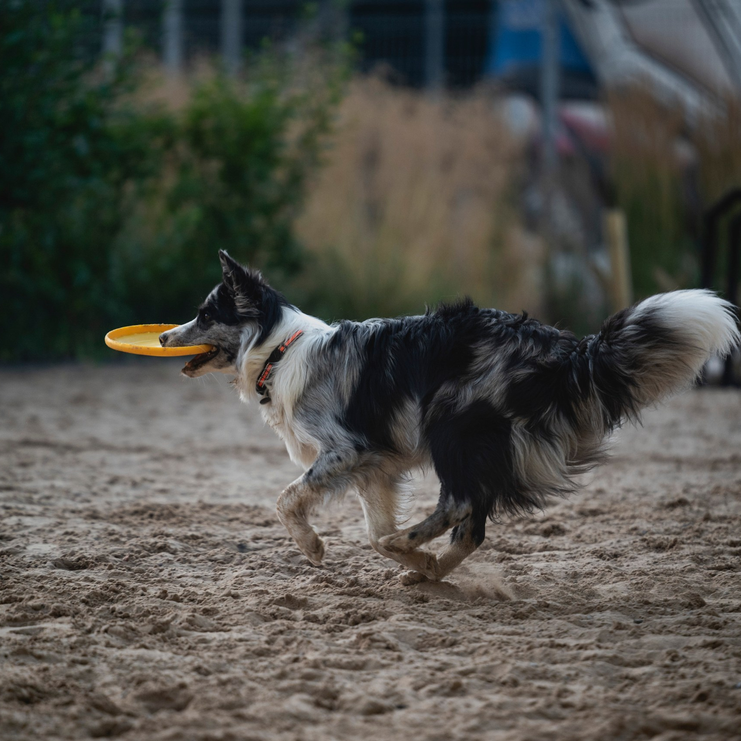 Pets Fest 08.08.2026. Фотосессия собак Минск, Борисов | Фотограф-анималист Арина RISHELL PHOTO