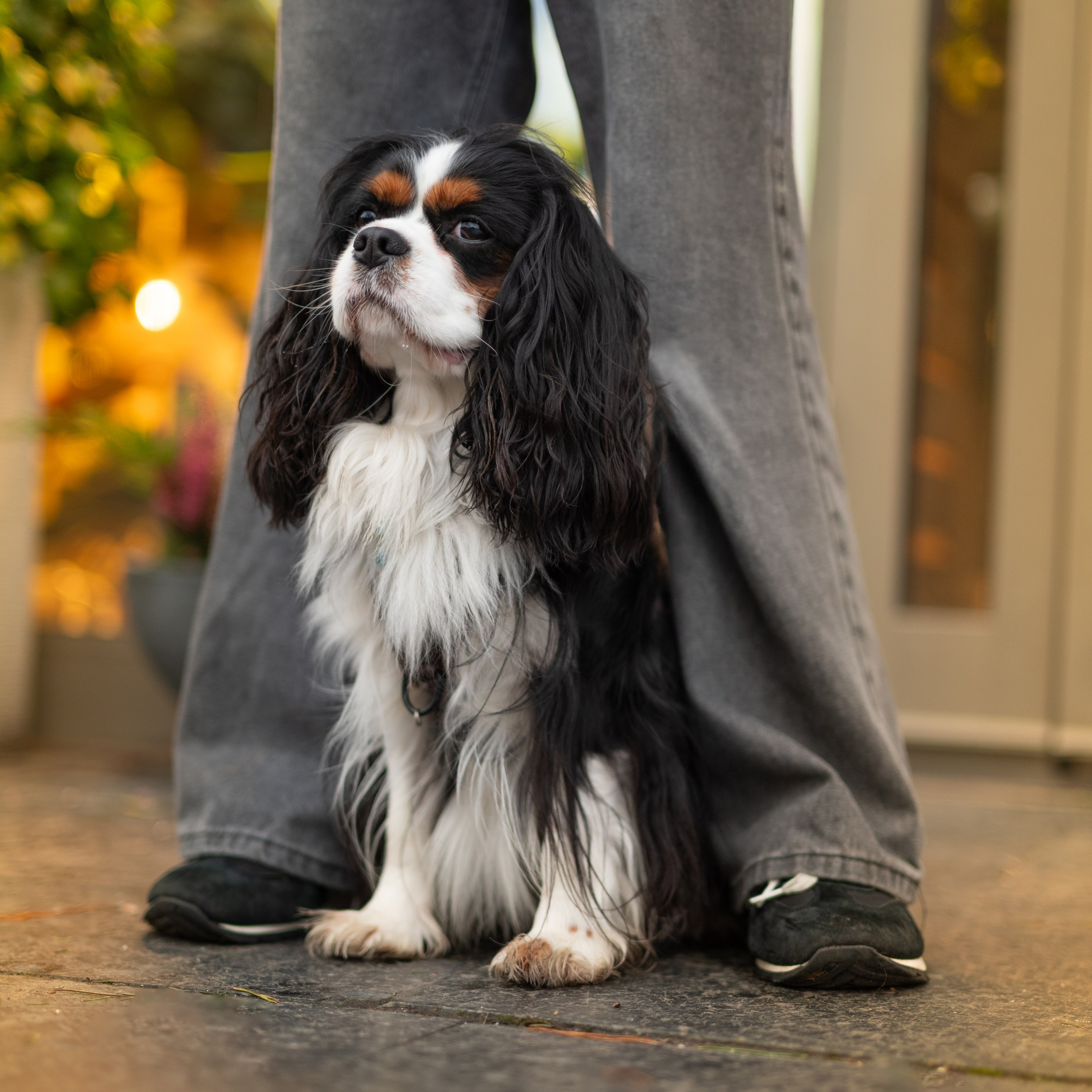 Арни — Минск — Ноябрь 2025. Фотограф — анималист RISHELL PHOTO