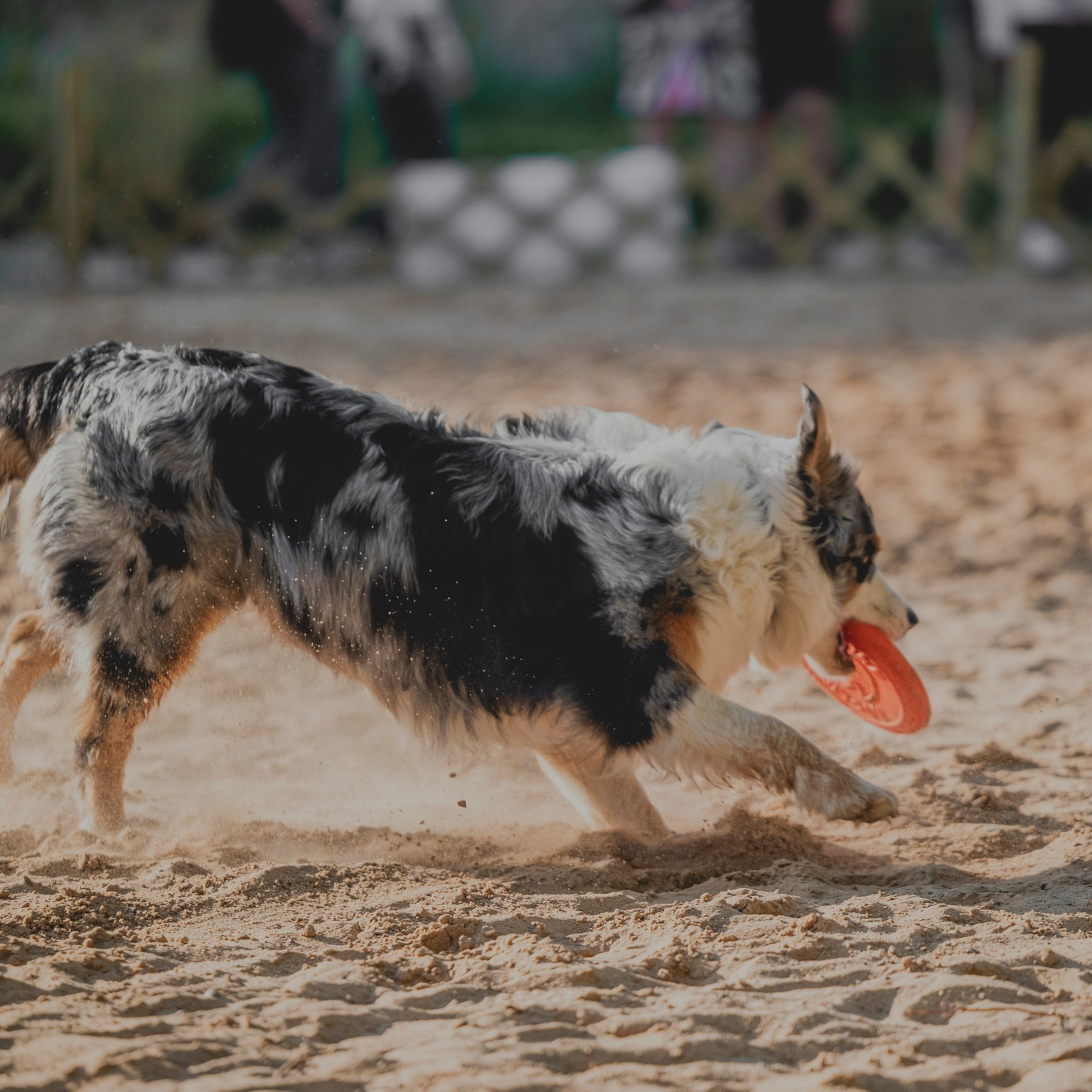 Pets Fest 08.08.2026. Фотосессия собак Минск, Борисов | Фотограф-анималист Арина RISHELL PHOTO