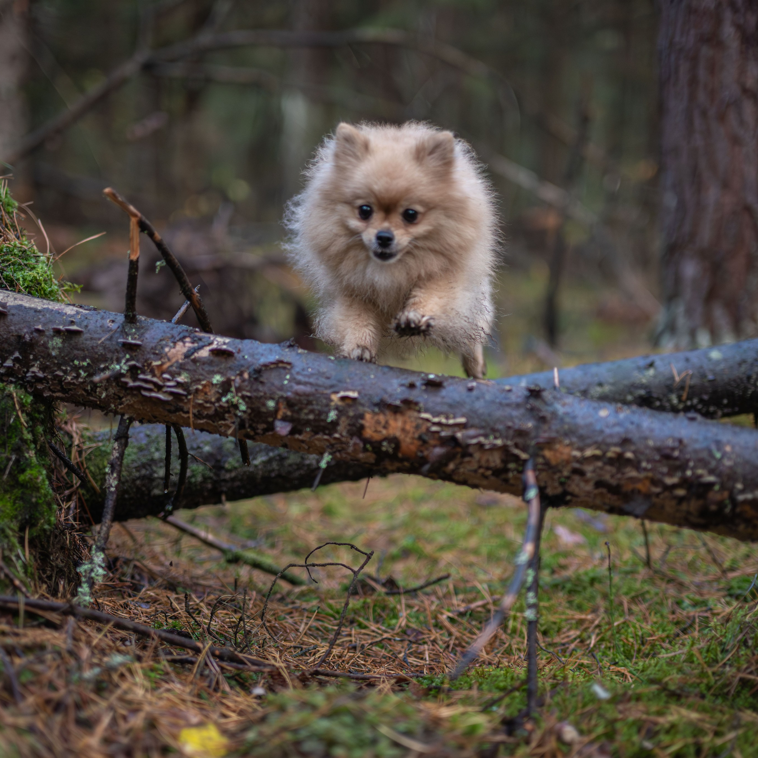 МИШЕЛЬ — Октябрь 2025. Фотограф — анималист RISHELL PHOTO