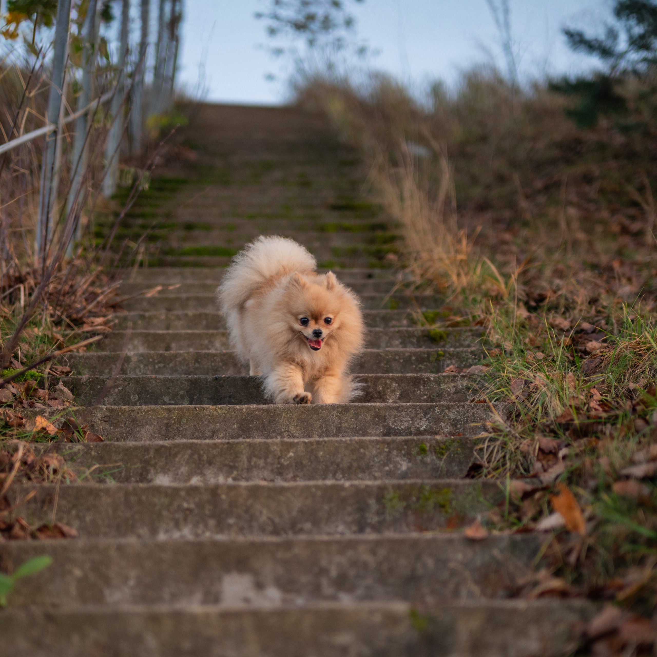 Еще один снимок  движения Мишель в низ по лестнице, запечатленного в динамичной серии .