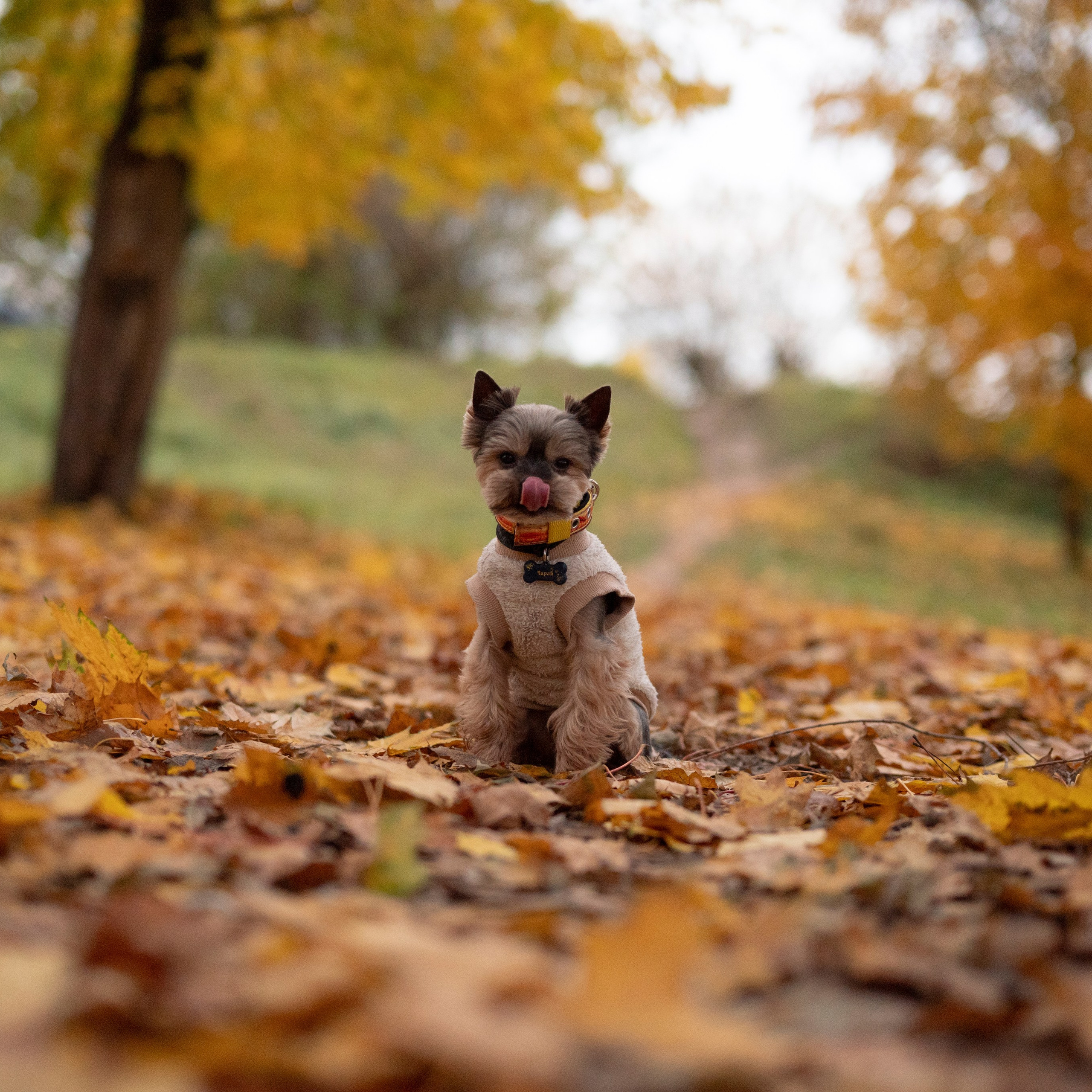 Чарли — Октябрь 2025 — Борисов. Фотограф — анималист RISHELL PHOTO