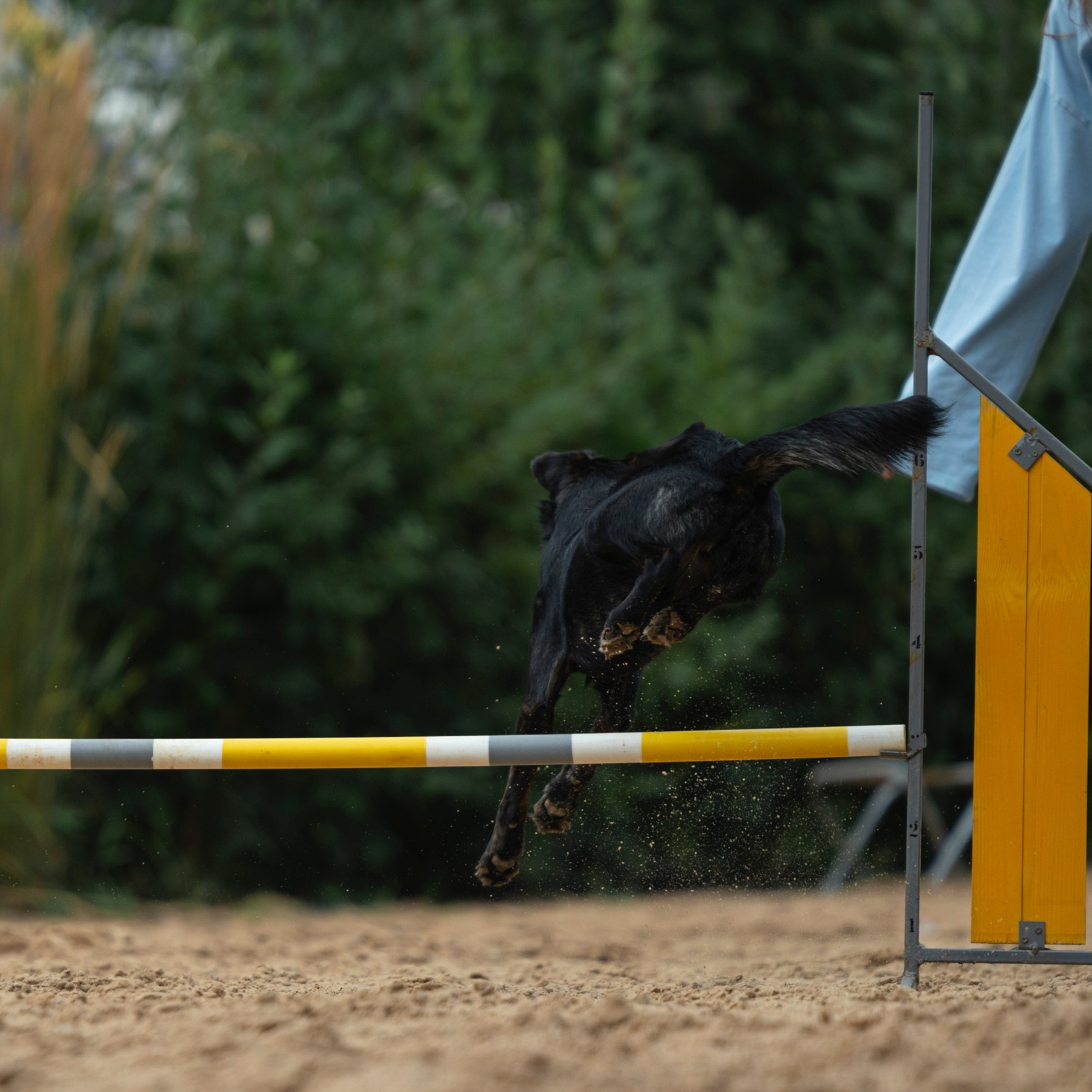 Pets Fest 08.08.2026. Фотосессия собак Минск, Борисов | Фотограф-анималист Арина RISHELL PHOTO