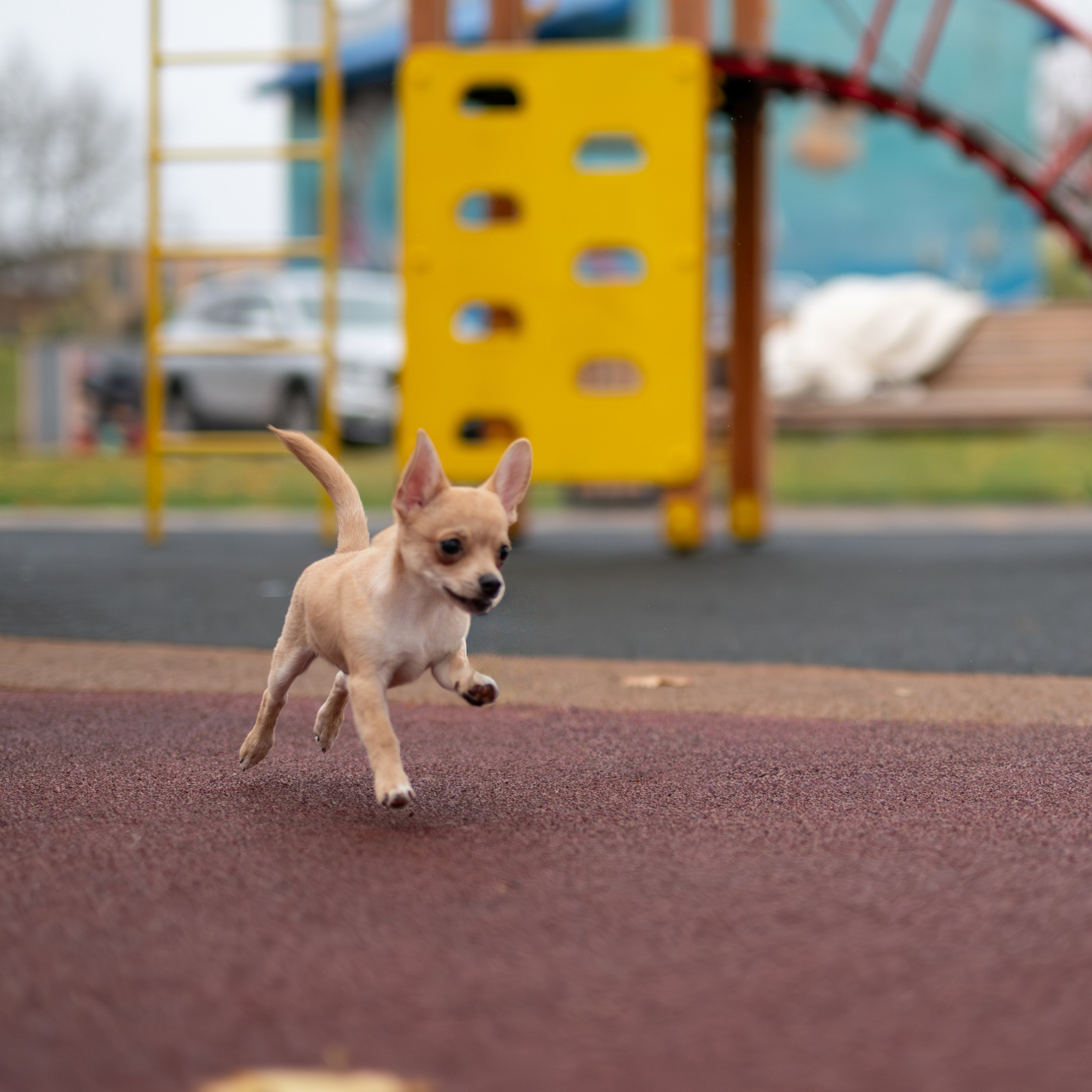 Тайсон — Октябрь 2025 — Борисов. Фотограф — анималист RISHELL PHOTO