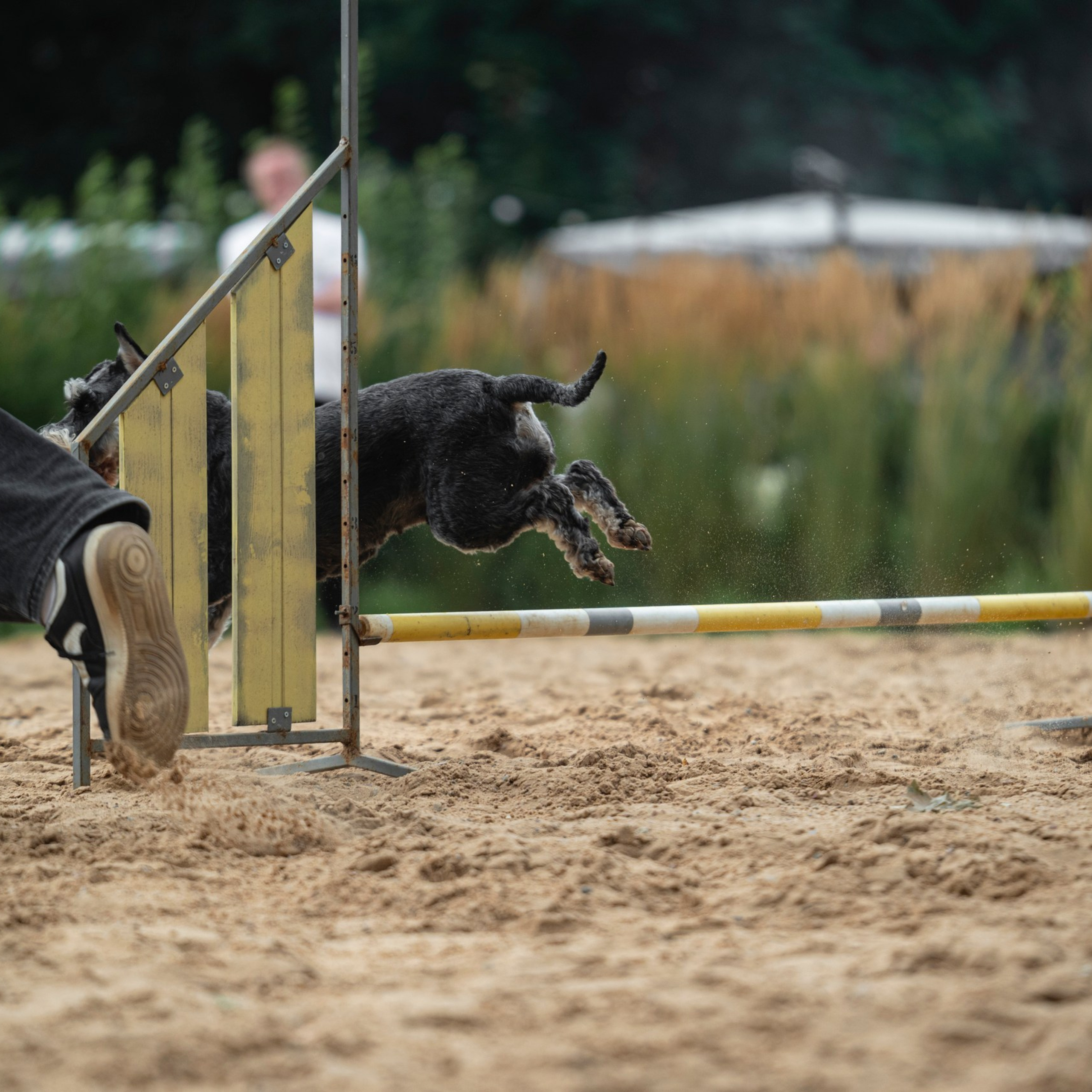 Pets Fest 08.08.2026. Фотосессия собак Минск, Борисов | Фотограф-анималист Арина RISHELL PHOTO
