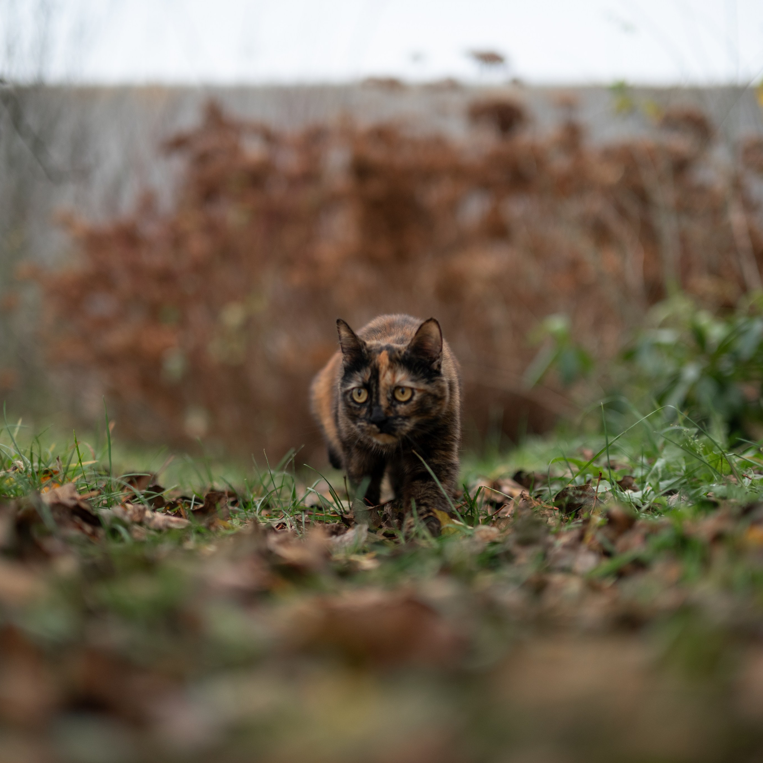 Стеша — Октябрь 2025. Фотограф — анималист RISHELL PHOTO