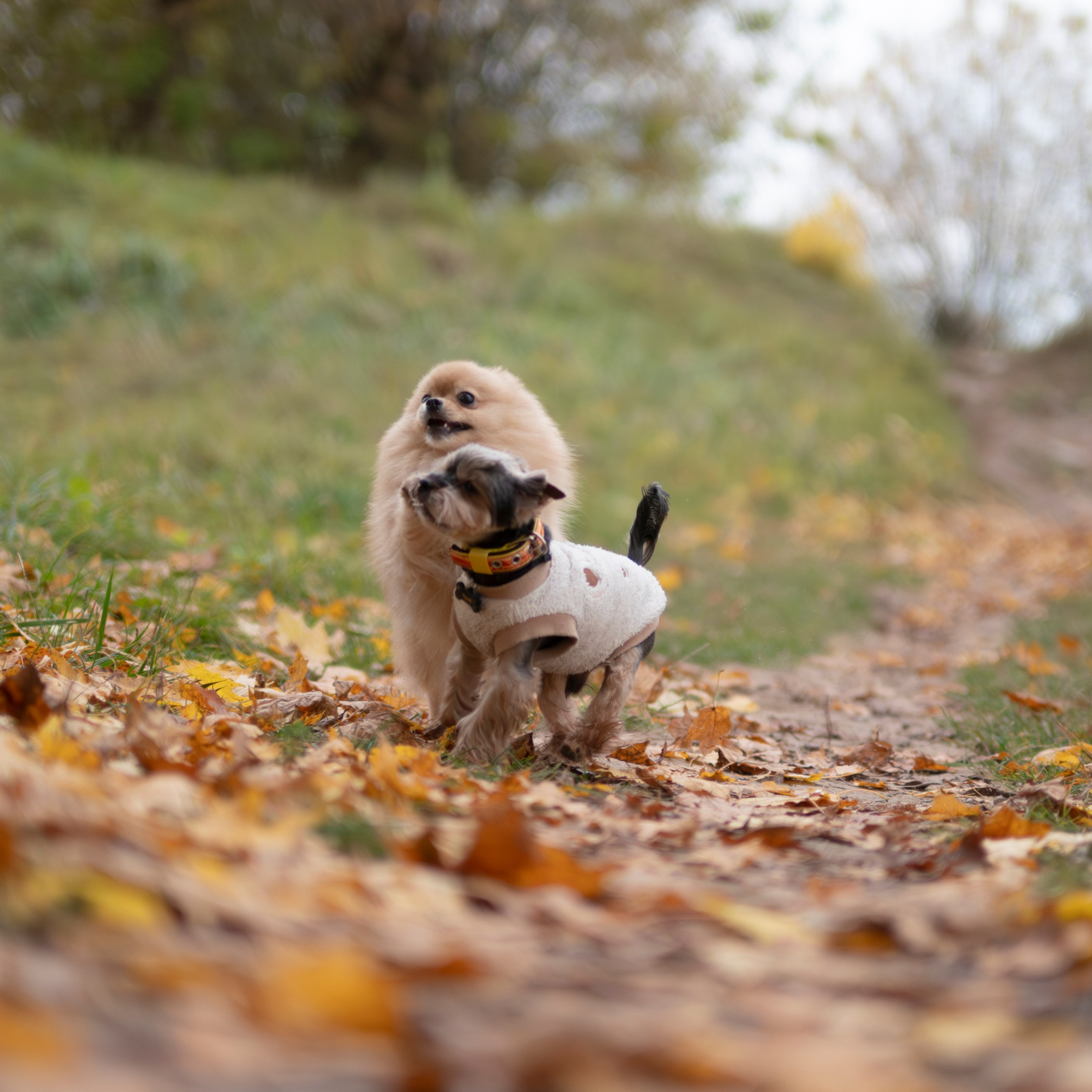 Чарли — Октябрь 2025 — Борисов. Фотограф — анималист RISHELL PHOTO