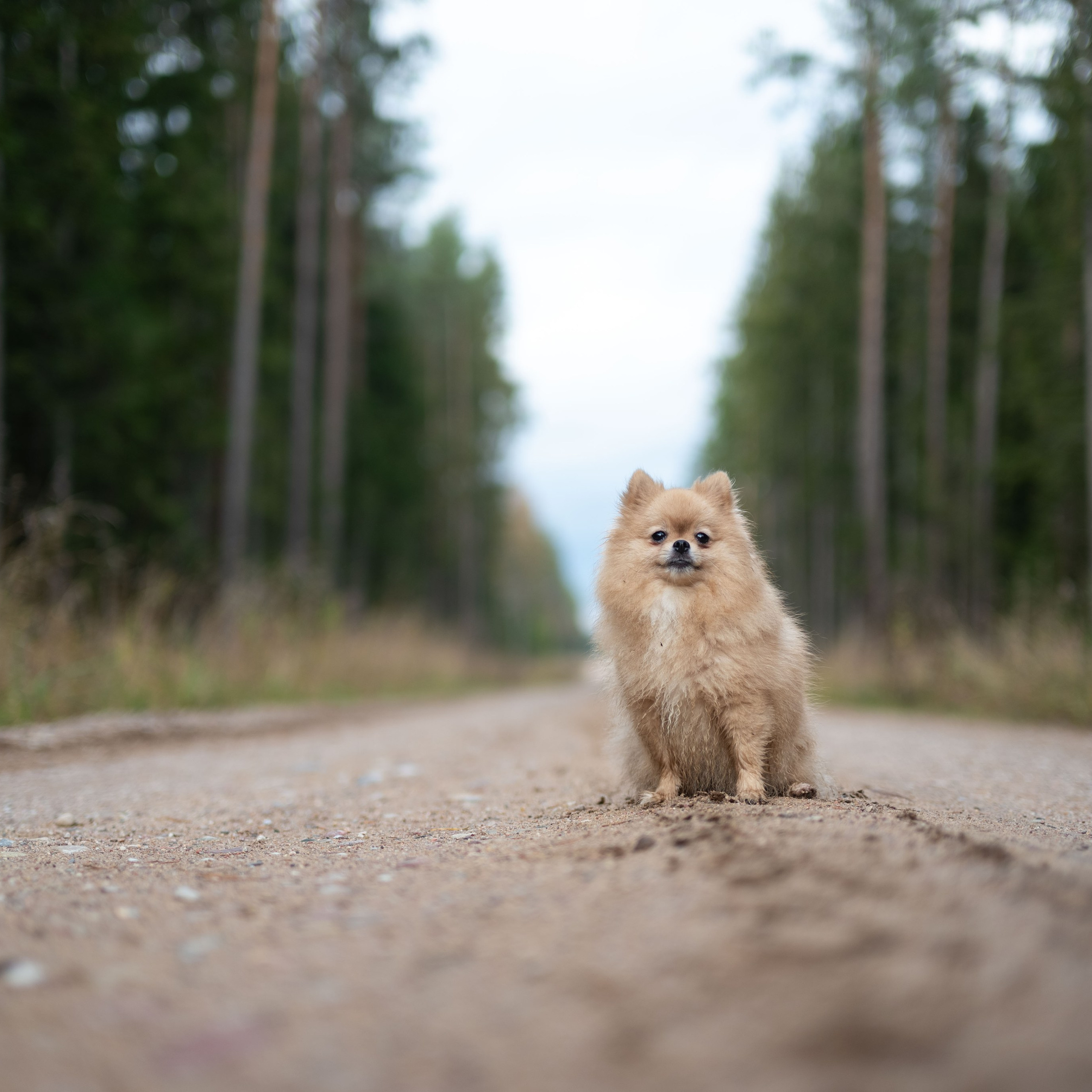 МИШЕЛЬ — Октябрь 2025. Фотограф — анималист RISHELL PHOTO