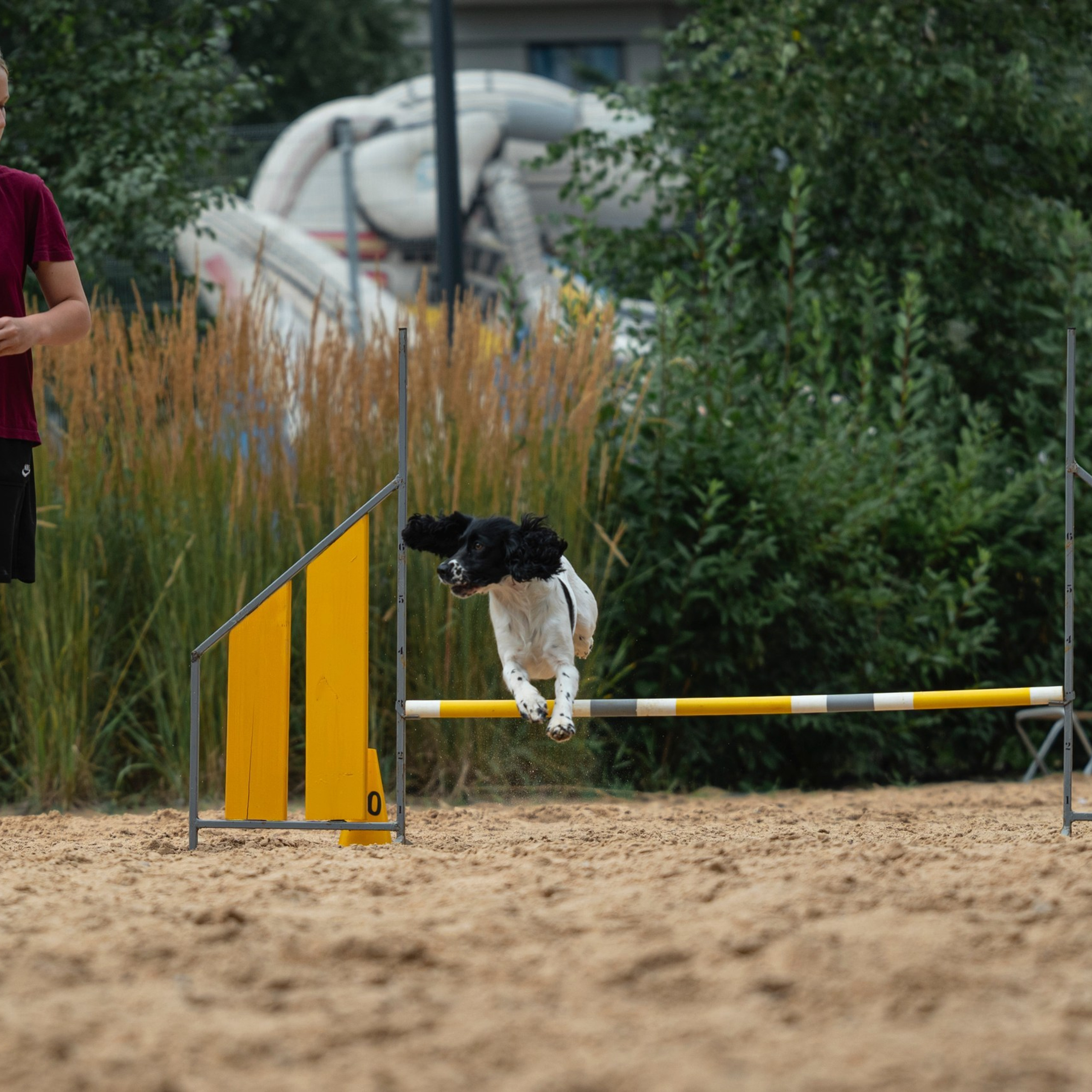 Pets Fest 08.08.2026. Фотосессия собак Минск, Борисов | Фотограф-анималист Арина RISHELL PHOTO