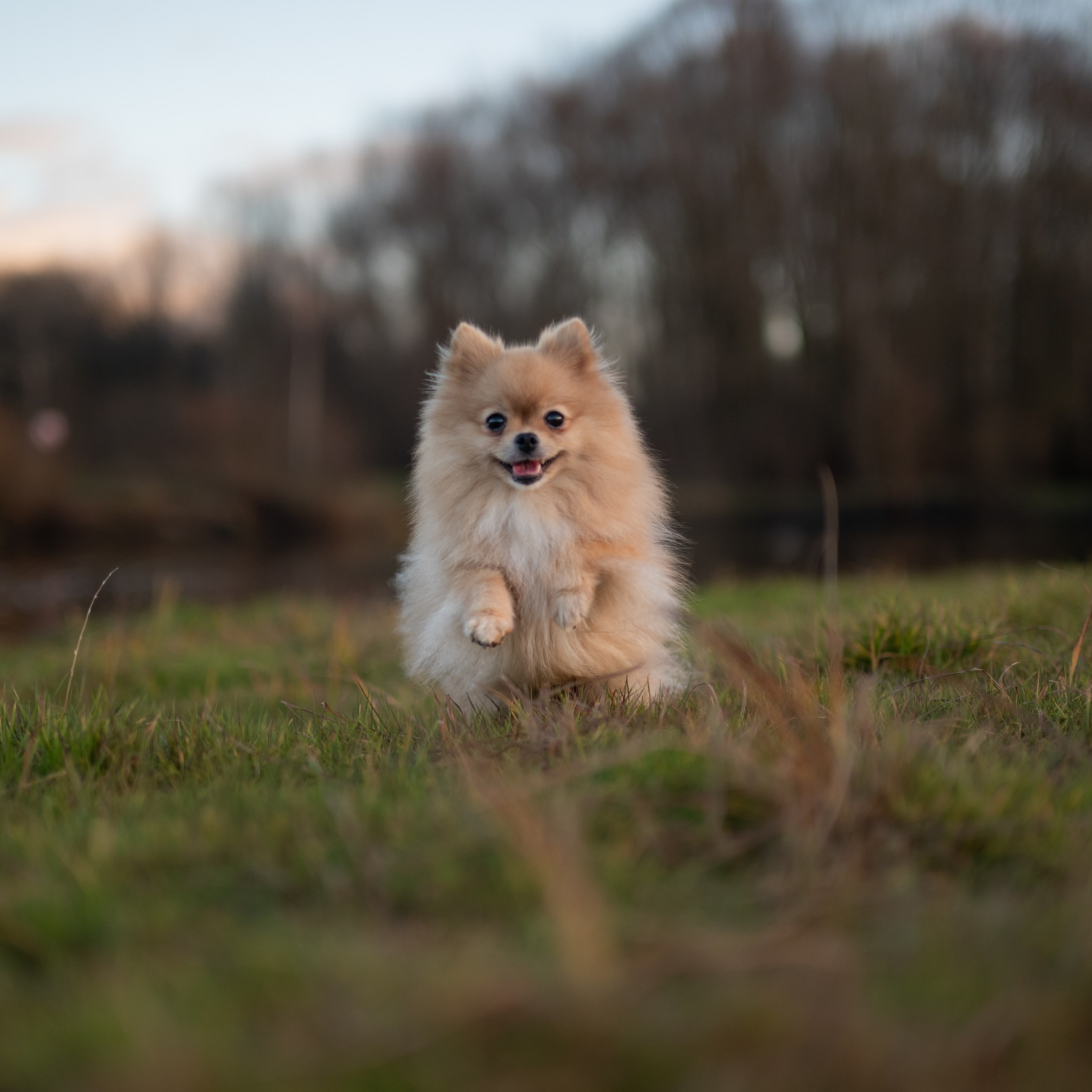 Погрузитесь в мир очарования с нашей фотосессией Мишель, померанского шпица, чья пушистая натура запечатлена в каждой детали.