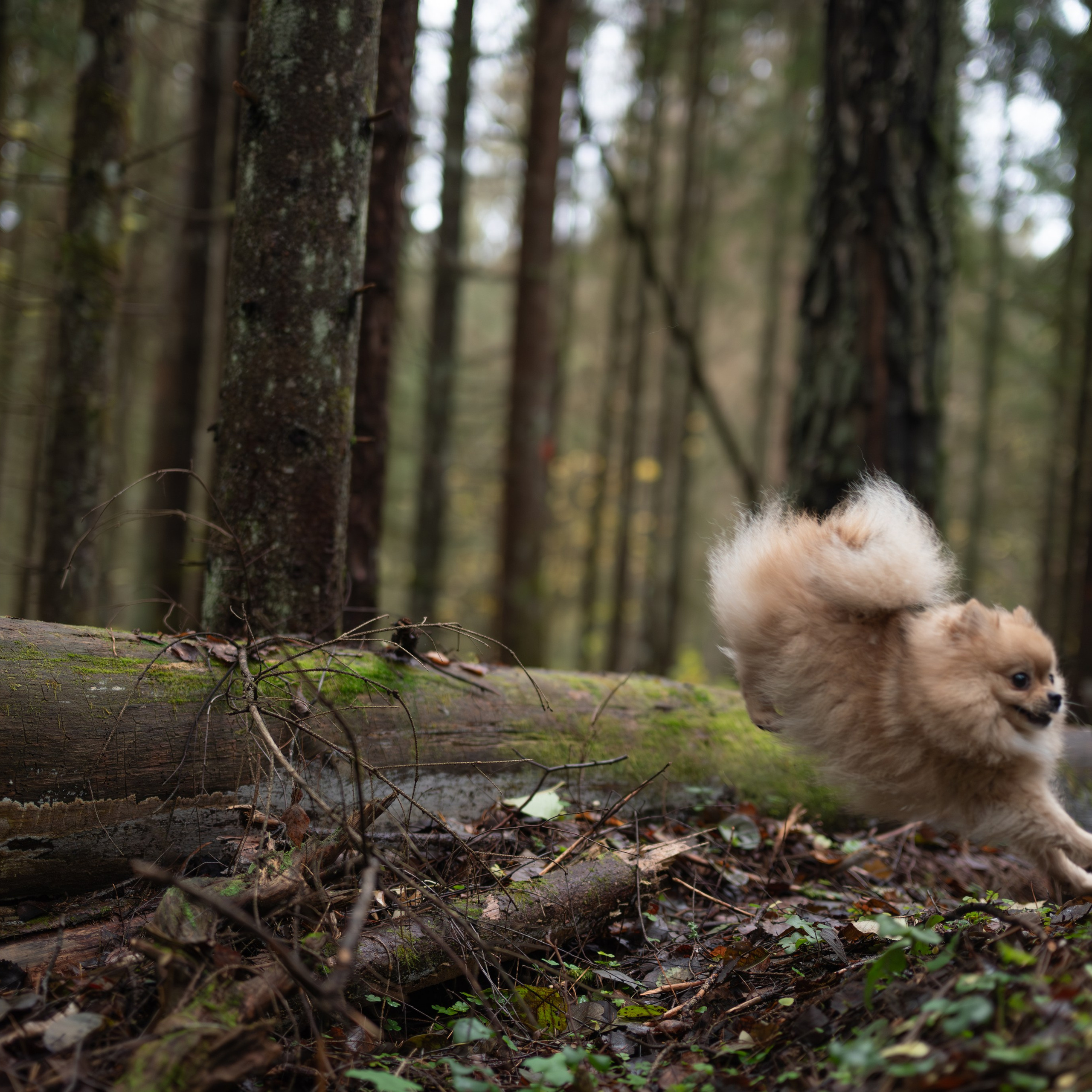 Мишель -Эко тропа — Борисов — Ноябрь 2025. Фотограф — анималист RISHELL PHOTO