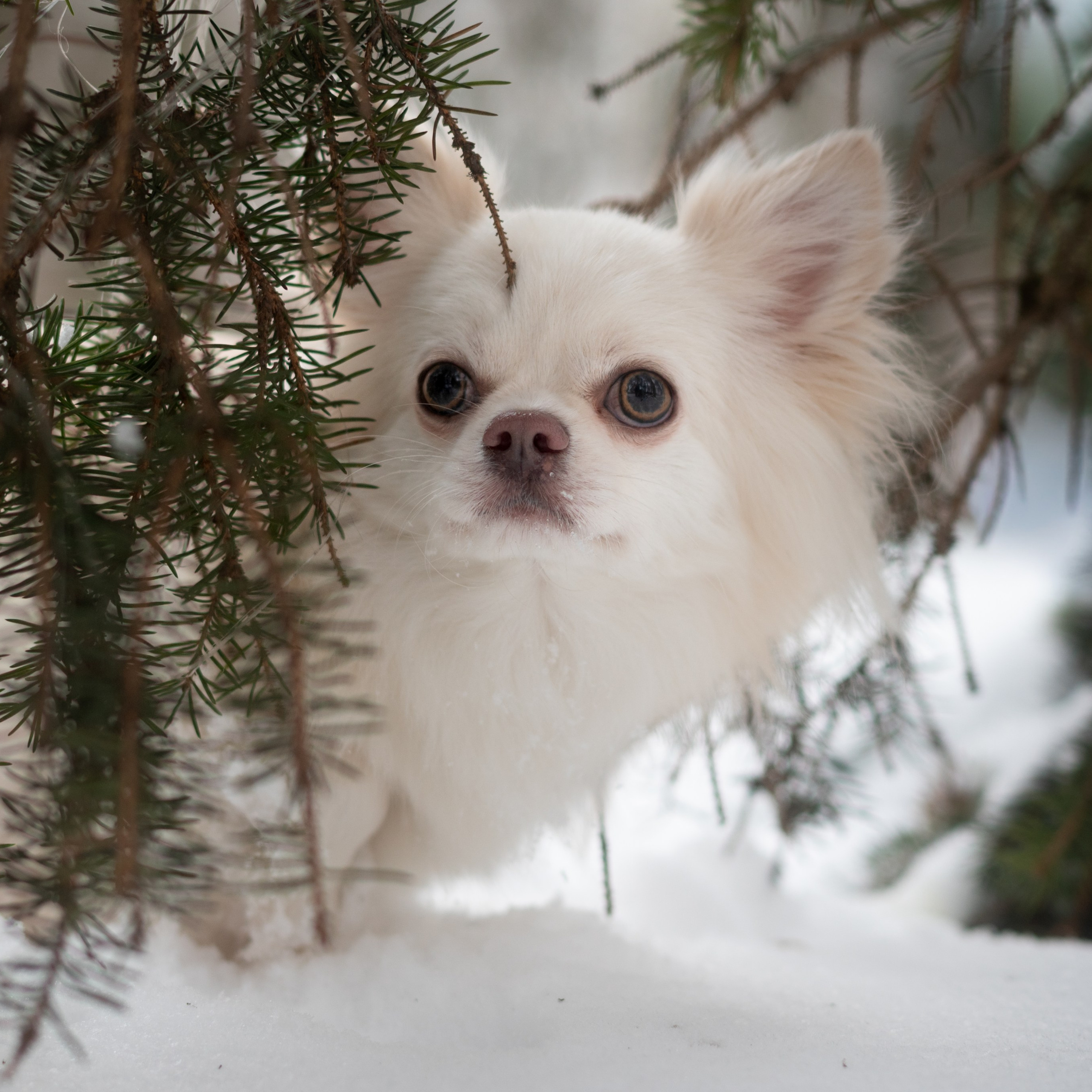 Юкон — Минск — Ноябрь 2025. Фотограф — анималист RISHELL PHOTO