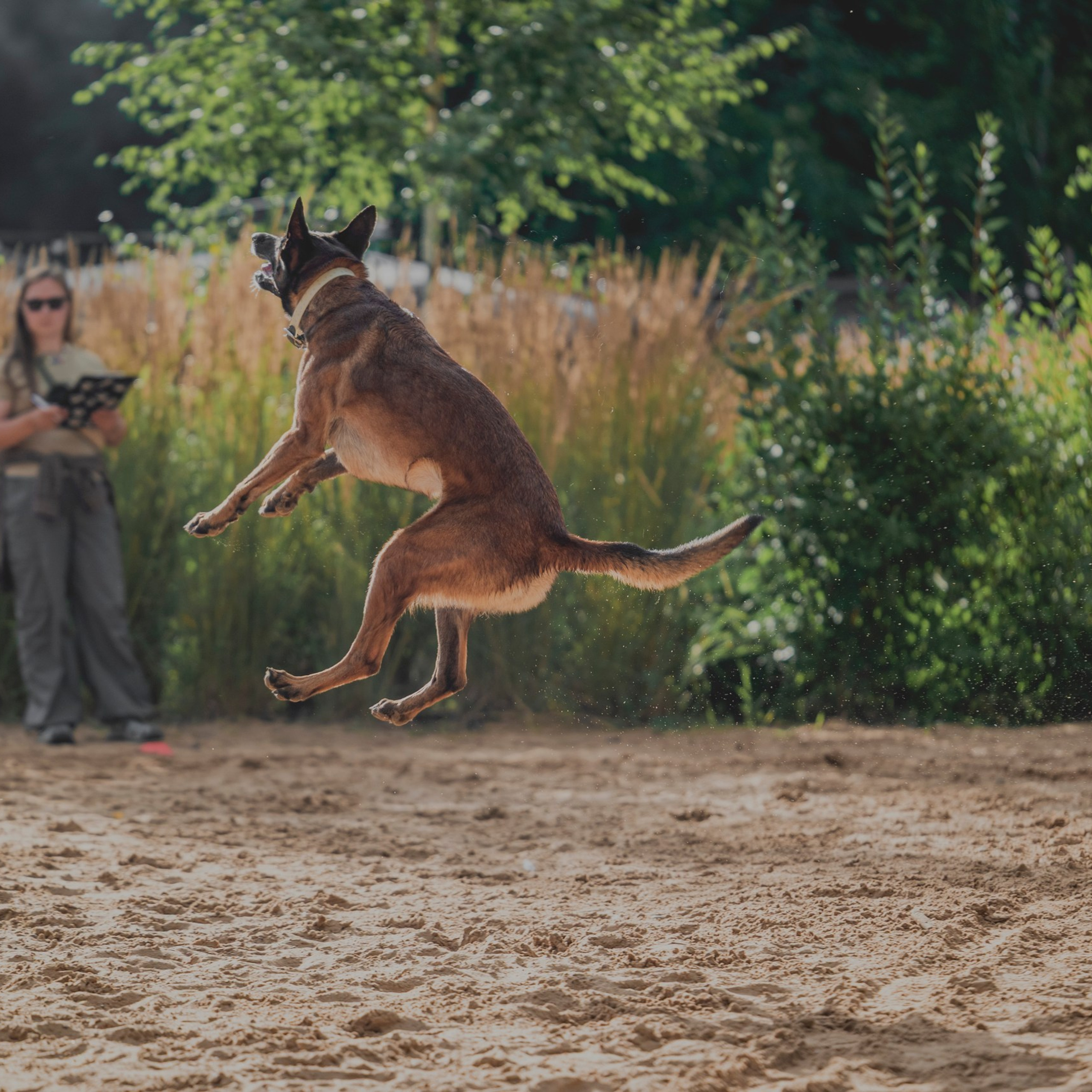 Pets Fest 08.08.2026. Фотосессия собак Минск, Борисов | Фотограф-анималист Арина RISHELL PHOTO