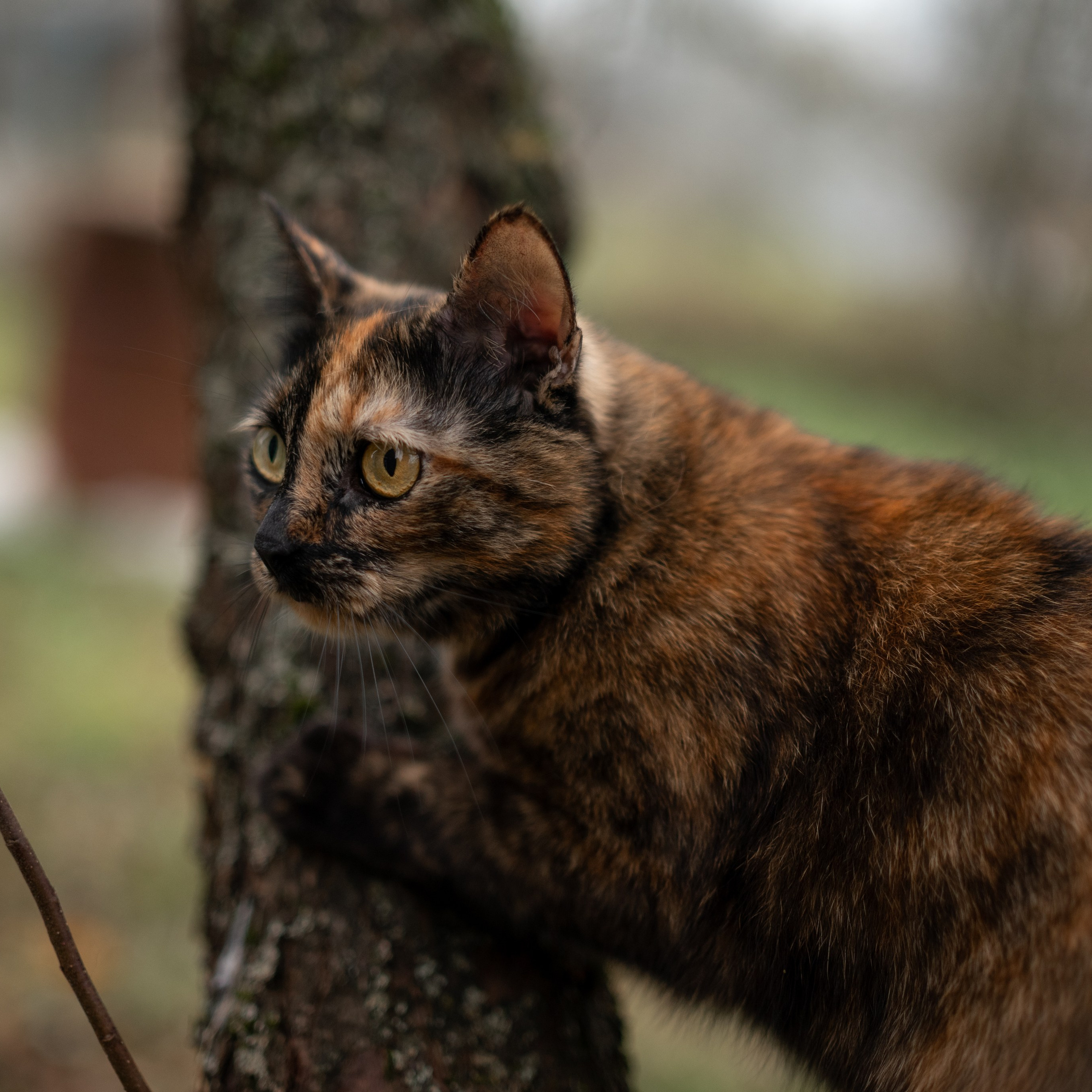 Стеша — Октябрь 2025. Фотограф — анималист RISHELL PHOTO