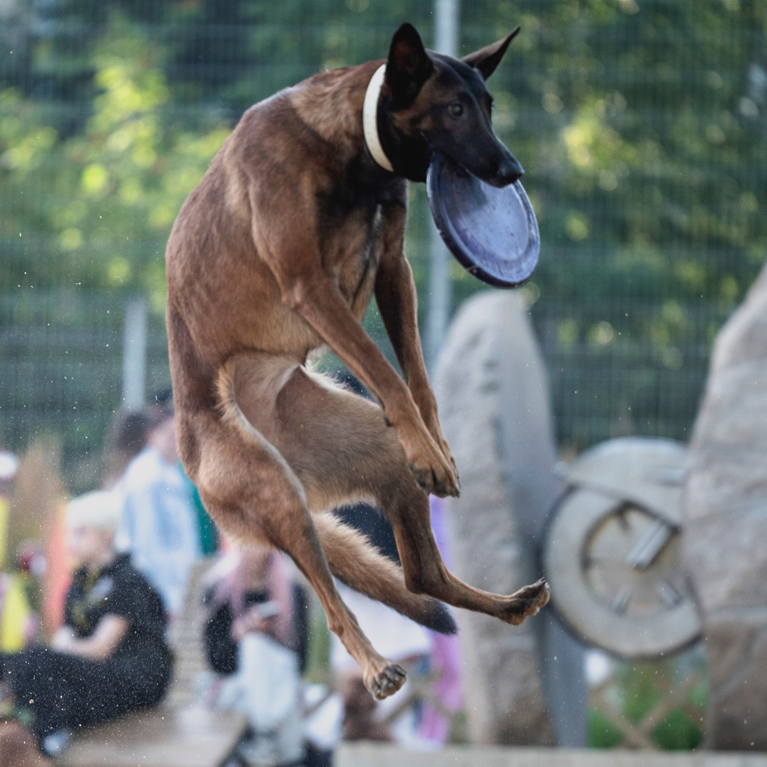Pets Fest 08.08.2026. Фотосессия собак Минск, Борисов | Фотограф-анималист Арина RISHELL PHOTO
