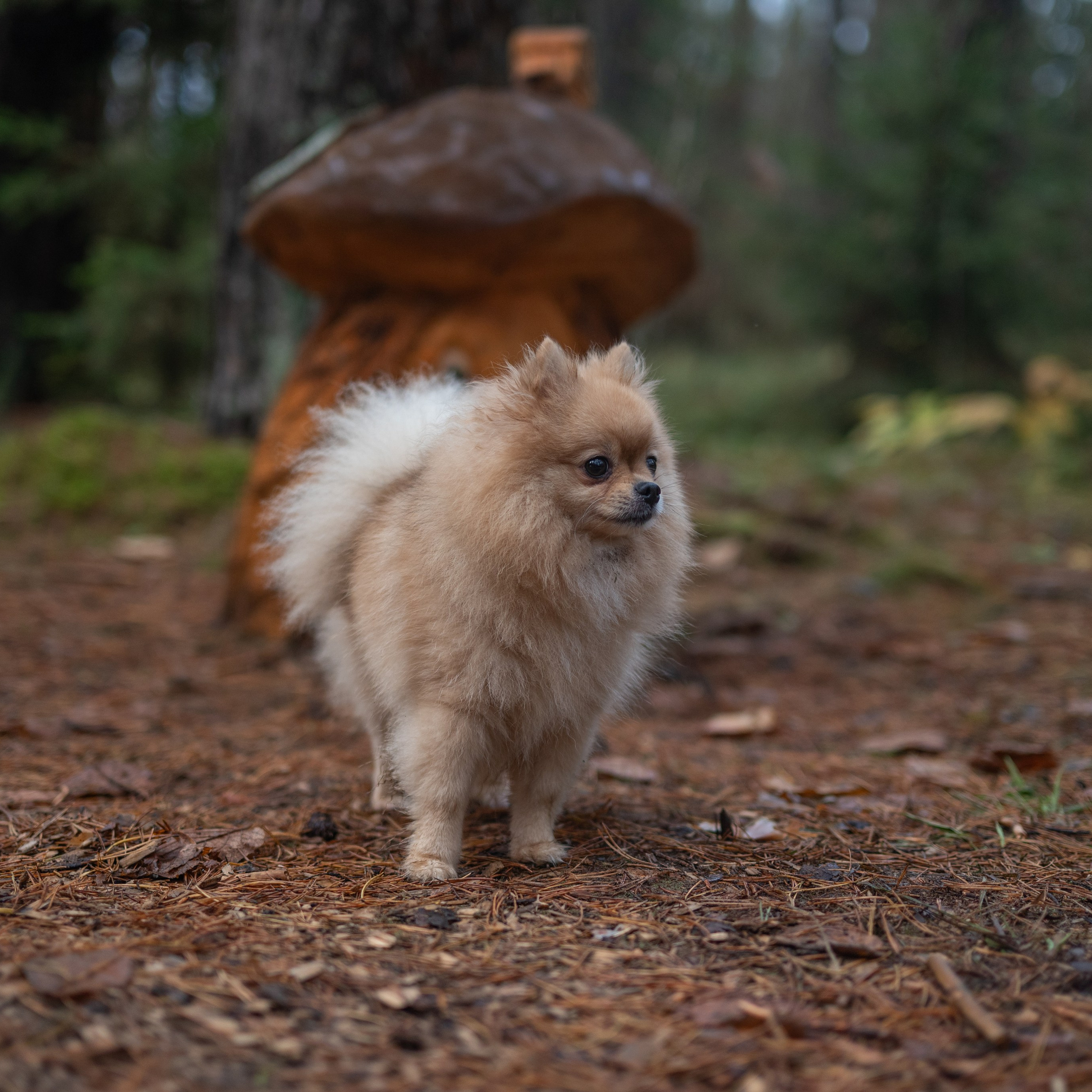 Мишель -Эко тропа — Борисов — Ноябрь 2025. Фотограф — анималист RISHELL PHOTO