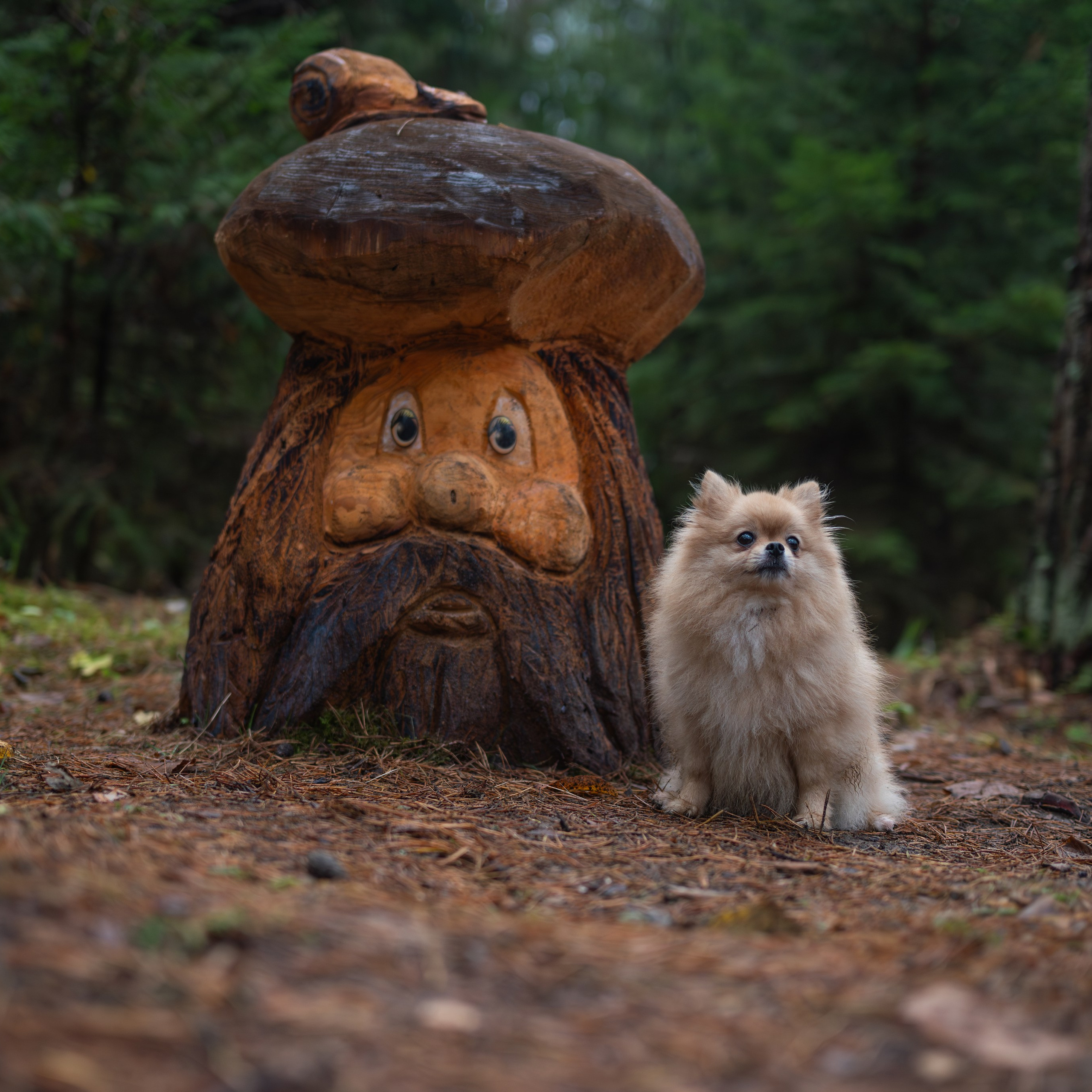 Мишель -Эко тропа — Борисов — Ноябрь 2025. Фотограф — анималист RISHELL PHOTO