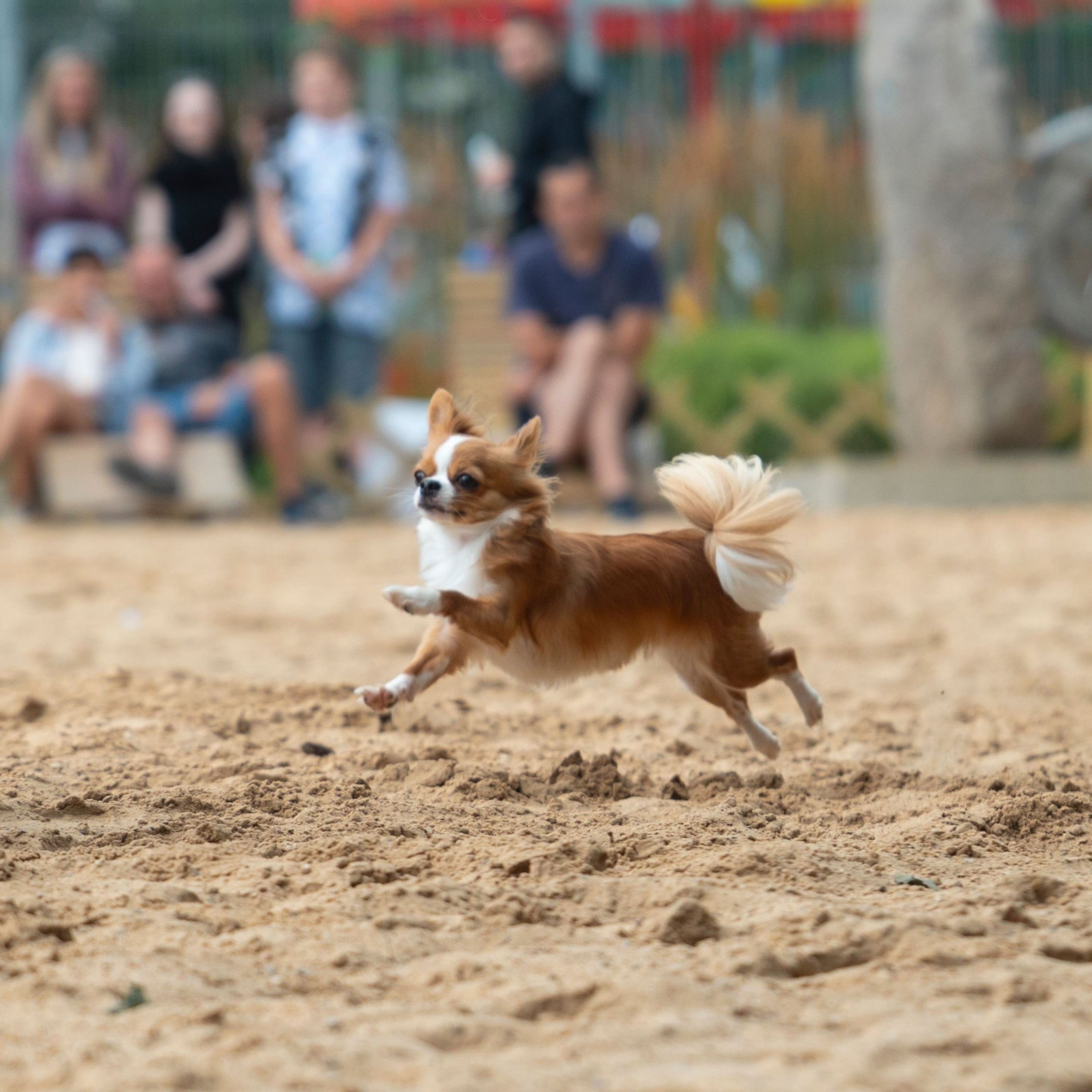 Pets Fest 08.08.2026. Фотосессия собак Минск, Борисов | Фотограф-анималист Арина RISHELL PHOTO