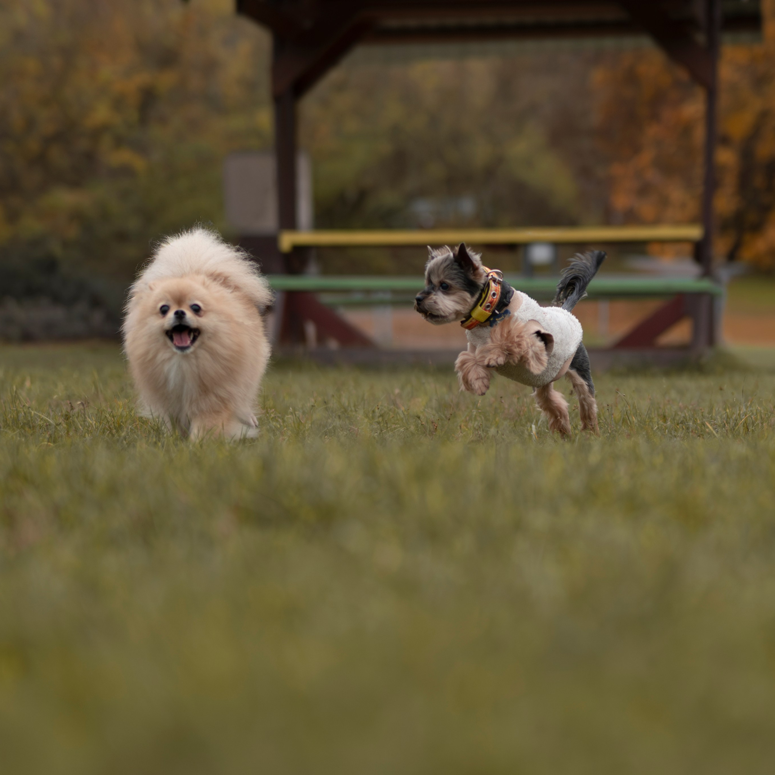 Чарли — Октябрь 2025 — Борисов. Фотограф — анималист RISHELL PHOTO