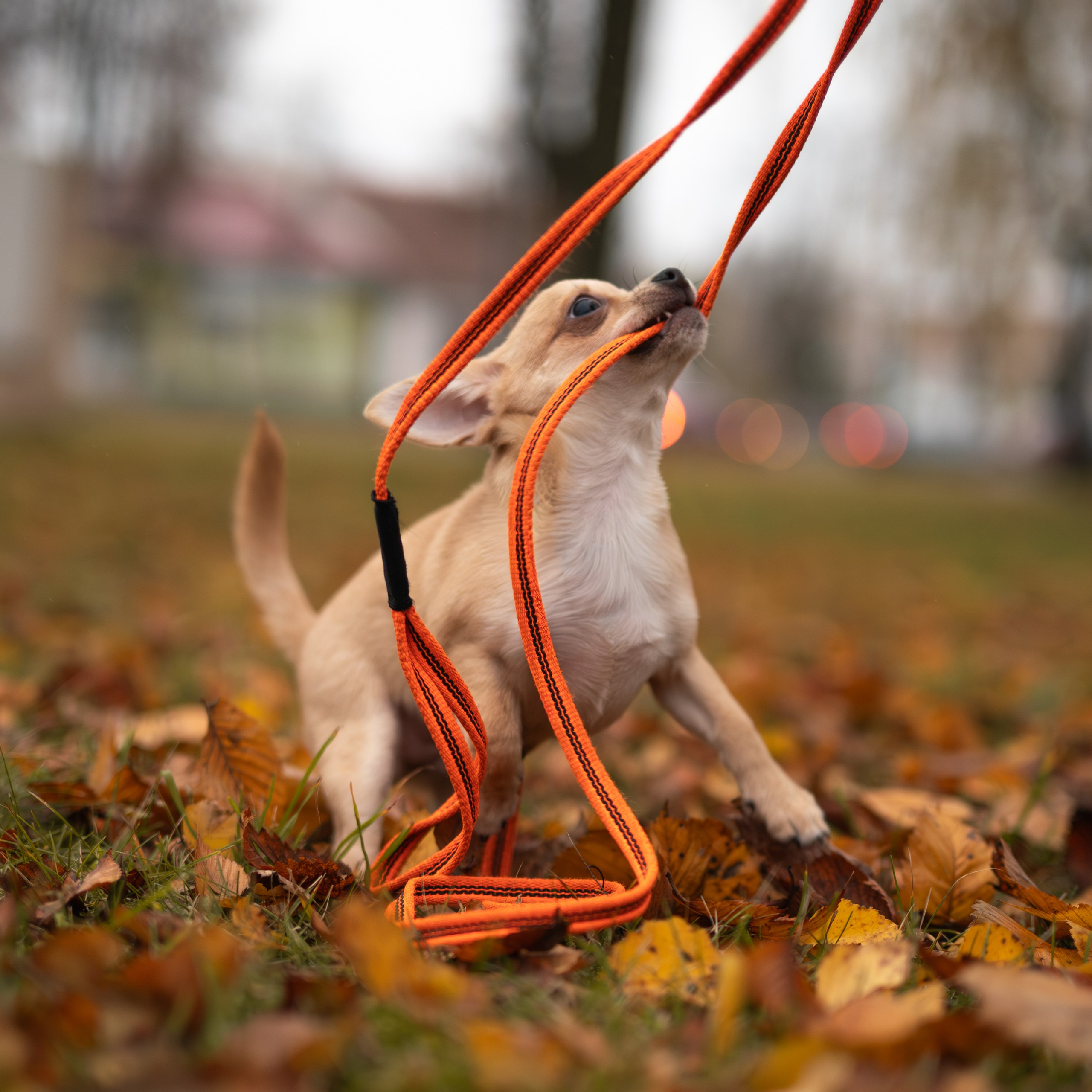 Тайсон — Октябрь 2025 — Борисов. Фотограф — анималист RISHELL PHOTO