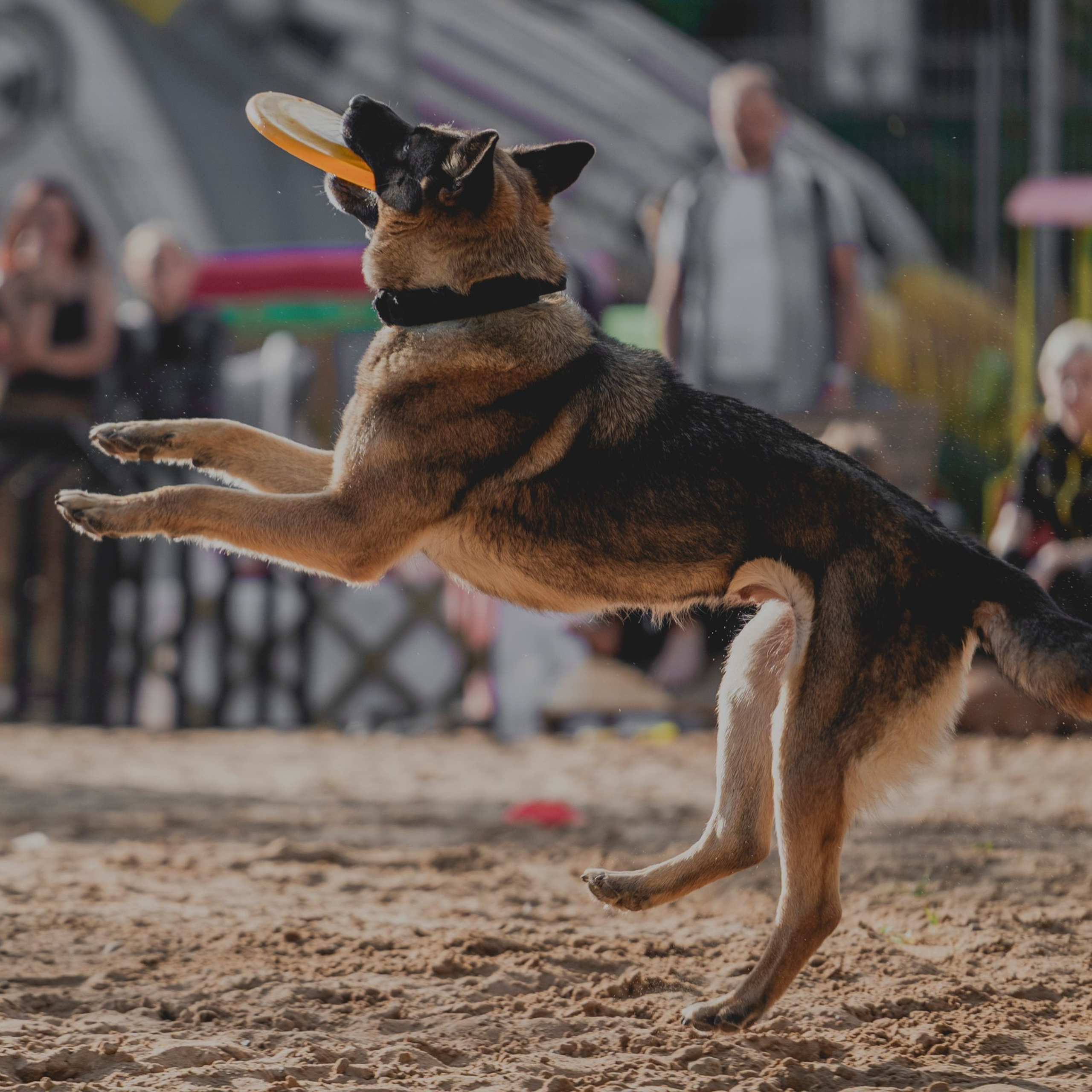 Pets Fest 08.08.2026. Фотосессия собак Минск, Борисов | Фотограф-анималист Арина RISHELL PHOTO