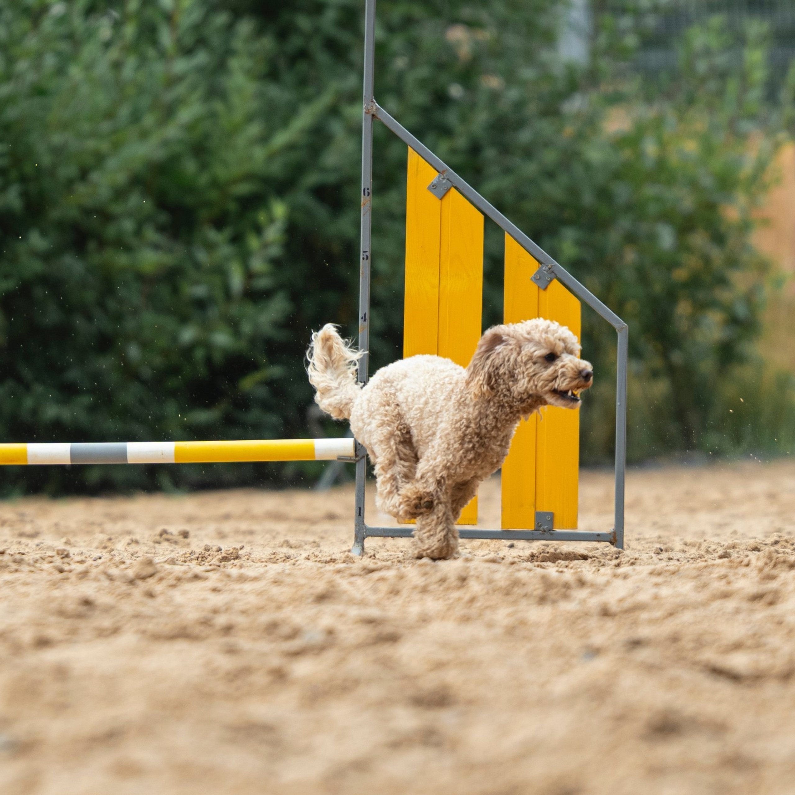 Pets Fest 08.08.2026. Фотосессия собак Минск, Борисов | Фотограф-анималист Арина RISHELL PHOTO