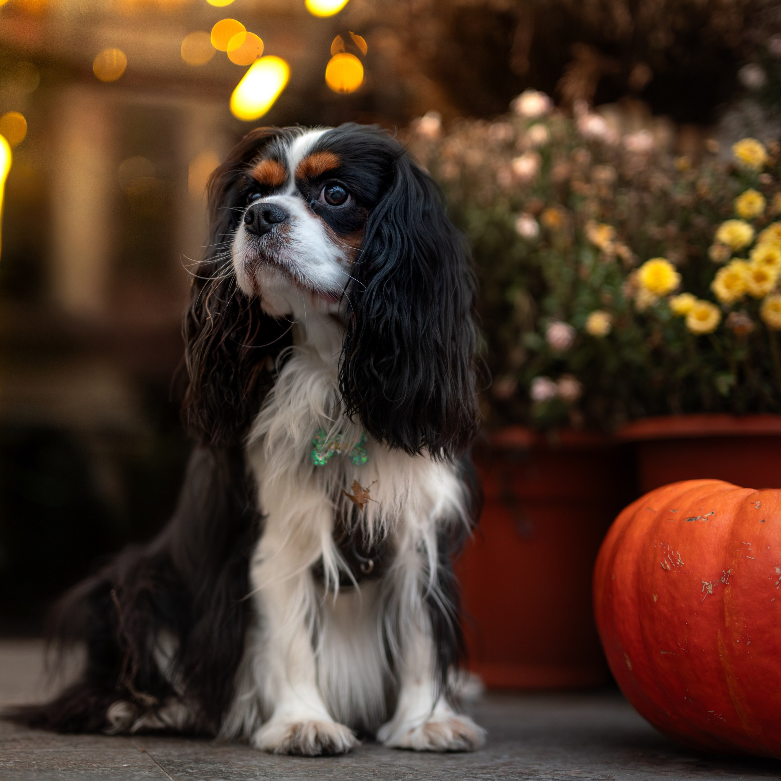 Арни — Минск — Ноябрь 2025. Фотограф — анималист RISHELL PHOTO