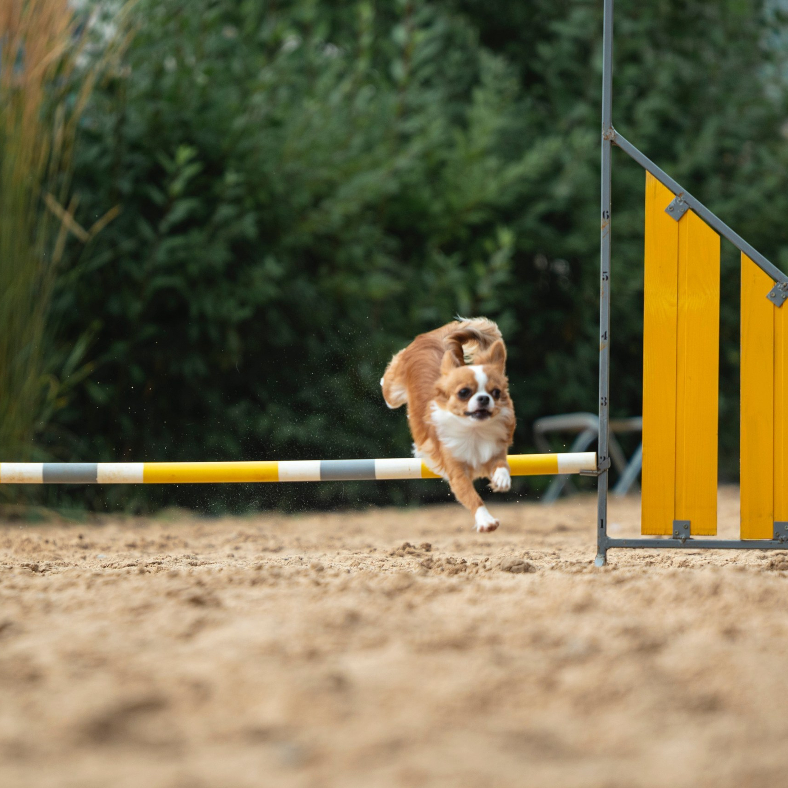 Pets Fest 08.08.2026. Фотосессия собак Минск, Борисов | Фотограф-анималист Арина RISHELL PHOTO