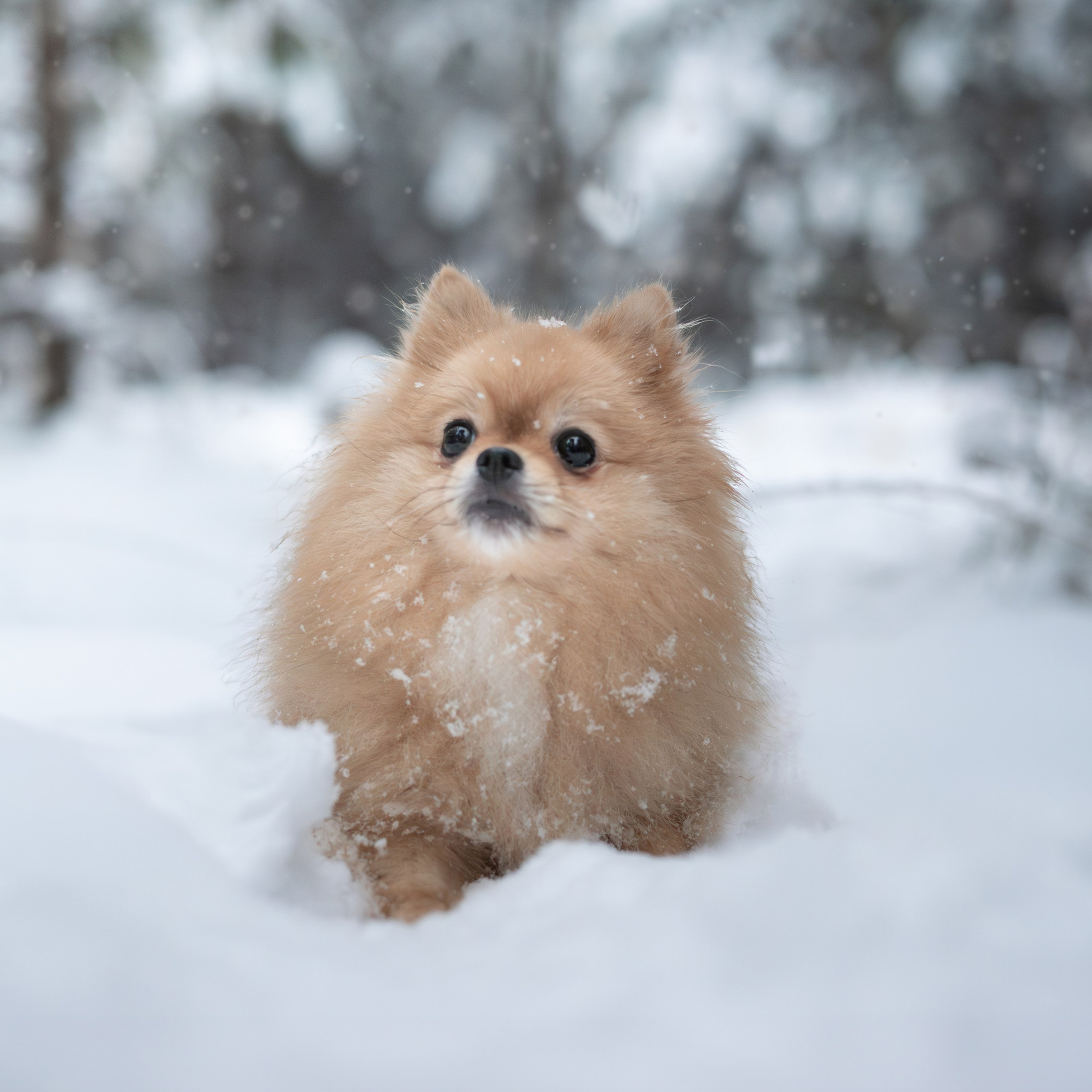 Первый снег&nbsp;— Ноябрь 2025